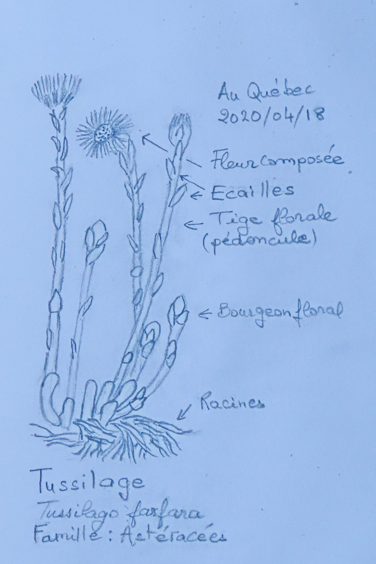 Annexe Exercice MOOC Séquence 2 IMG_9522 (Medium).JPG