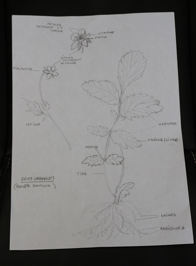 Annexe dessin de la benôite commune geum urbanum.jpg