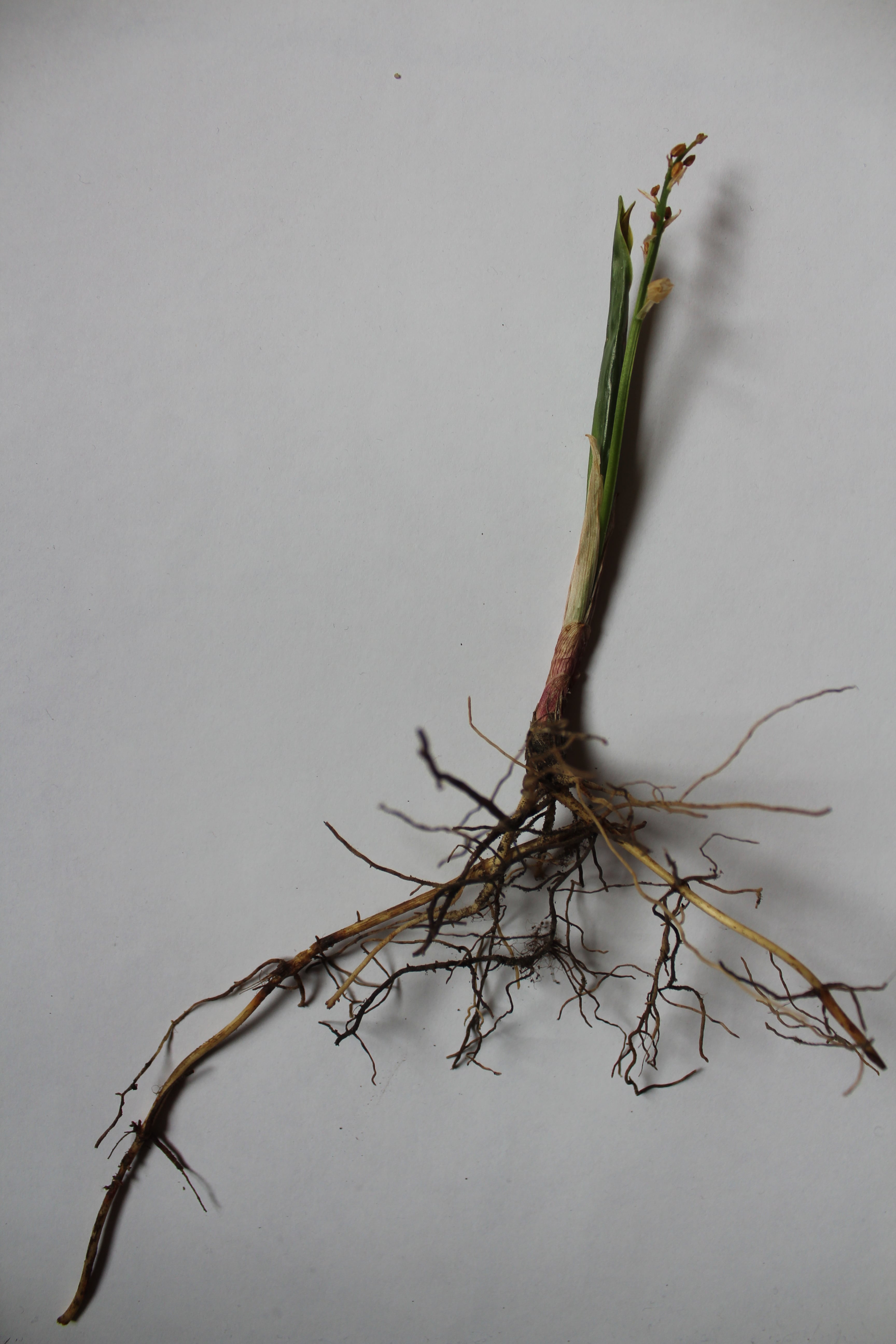 Annexe IMG_9219-min.JPG