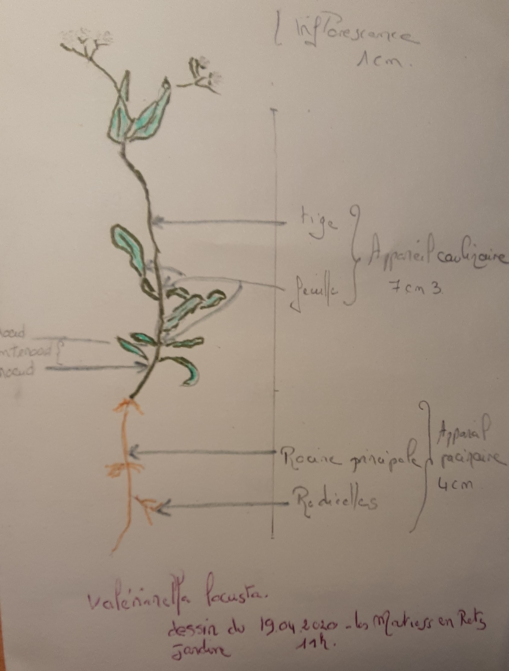 Annexe dessin_valérianella_lacusta (2).jpg