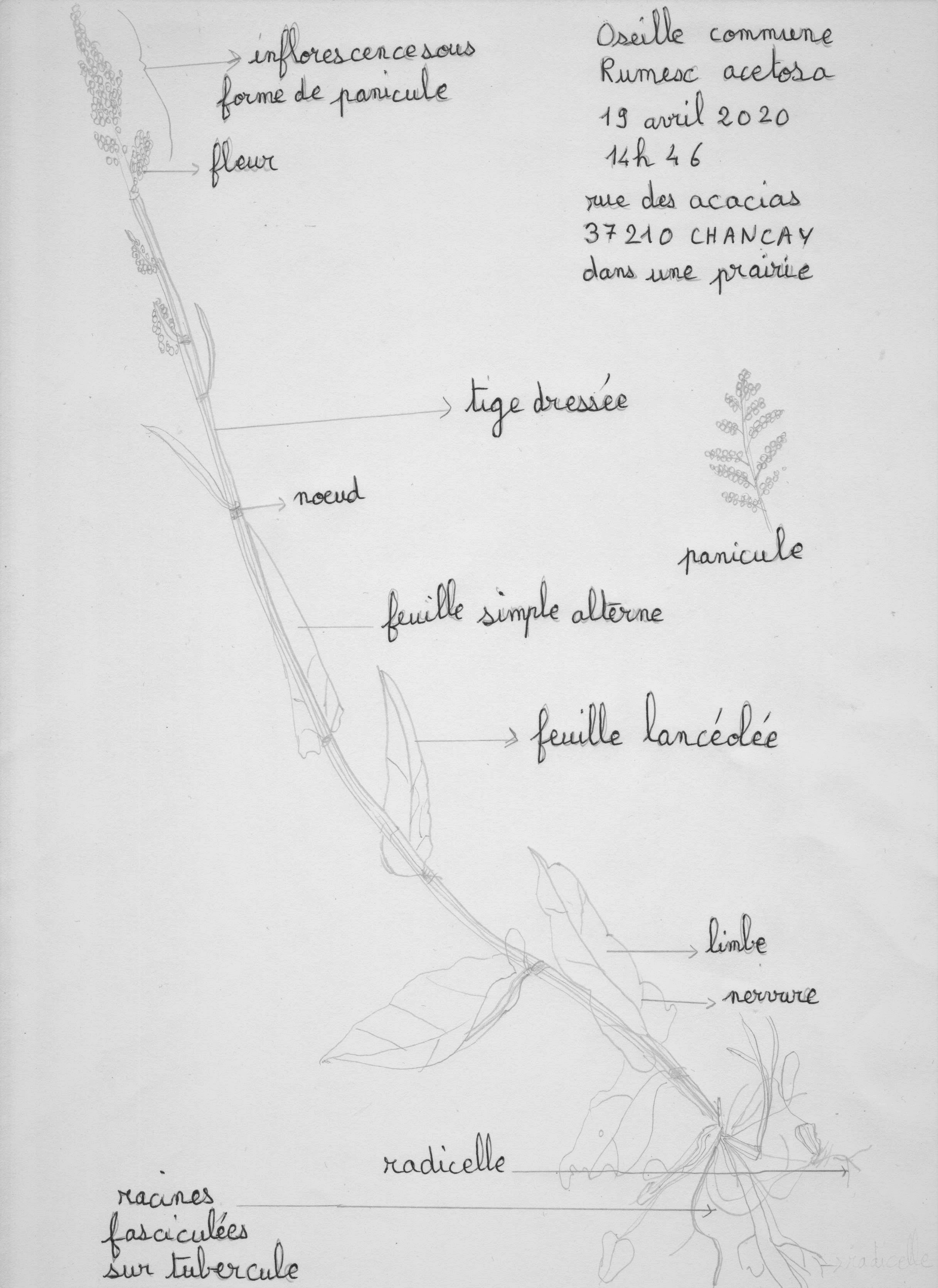 Annexe Numérisation_20200419 (8).jpg