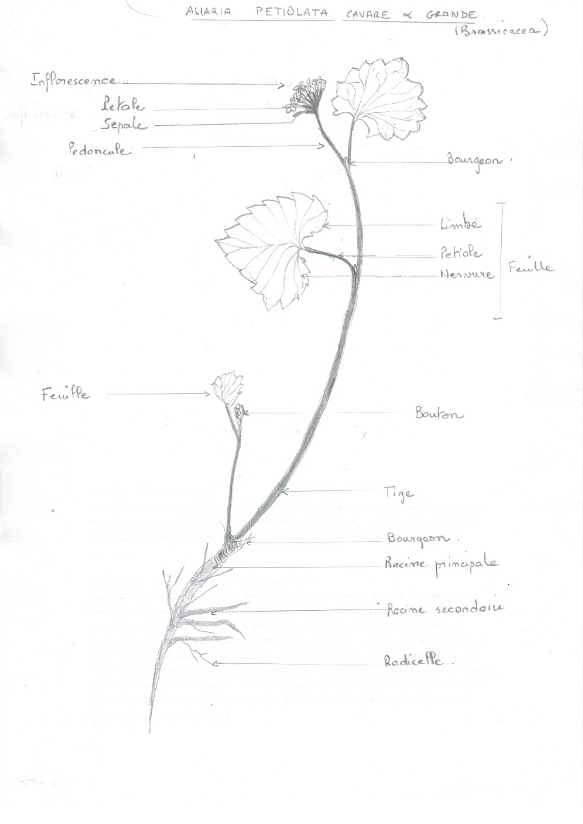 Annexe Alliaria Petiolata Cavare  Grande.jpg