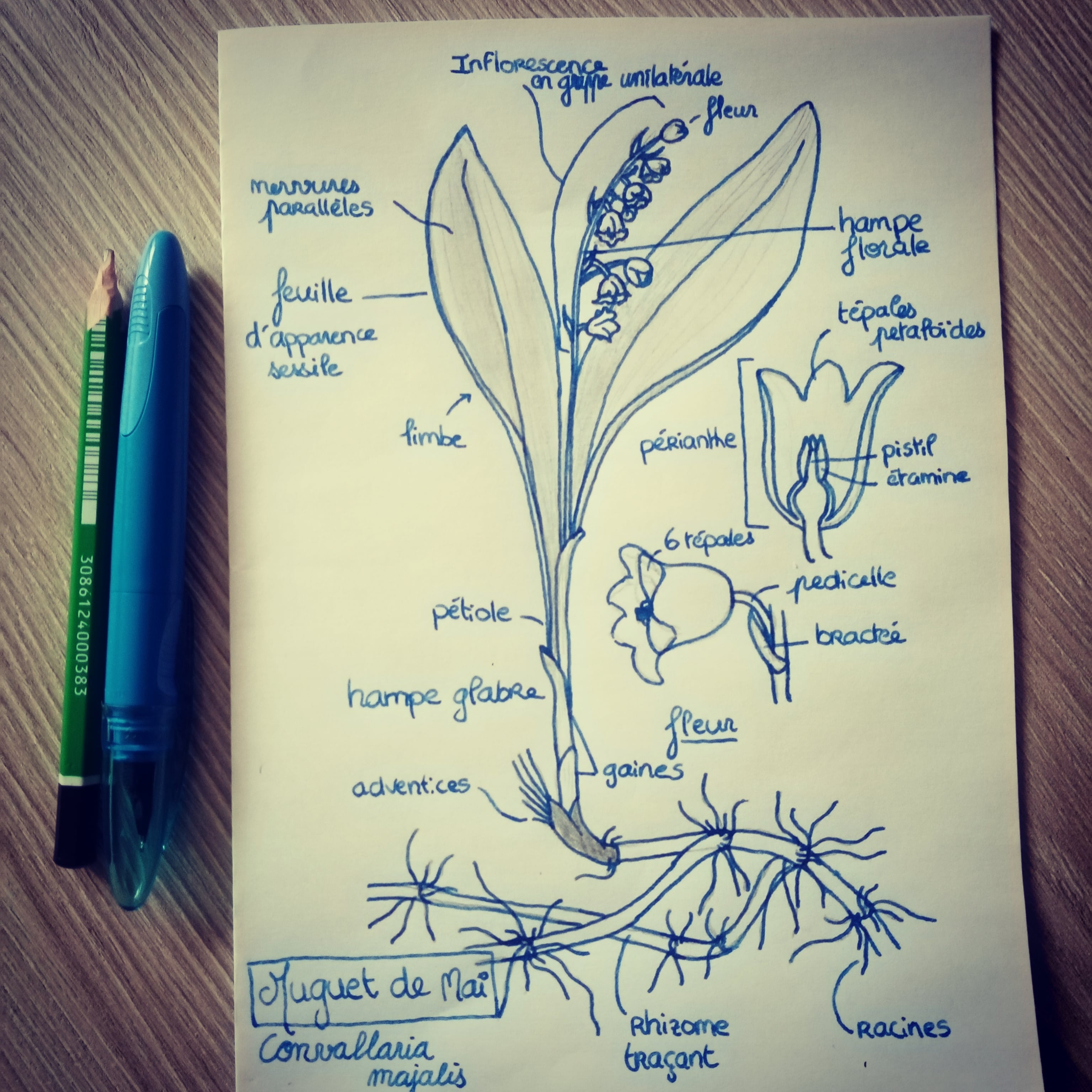 Annexe IMG_20200419_171421_674.jpg