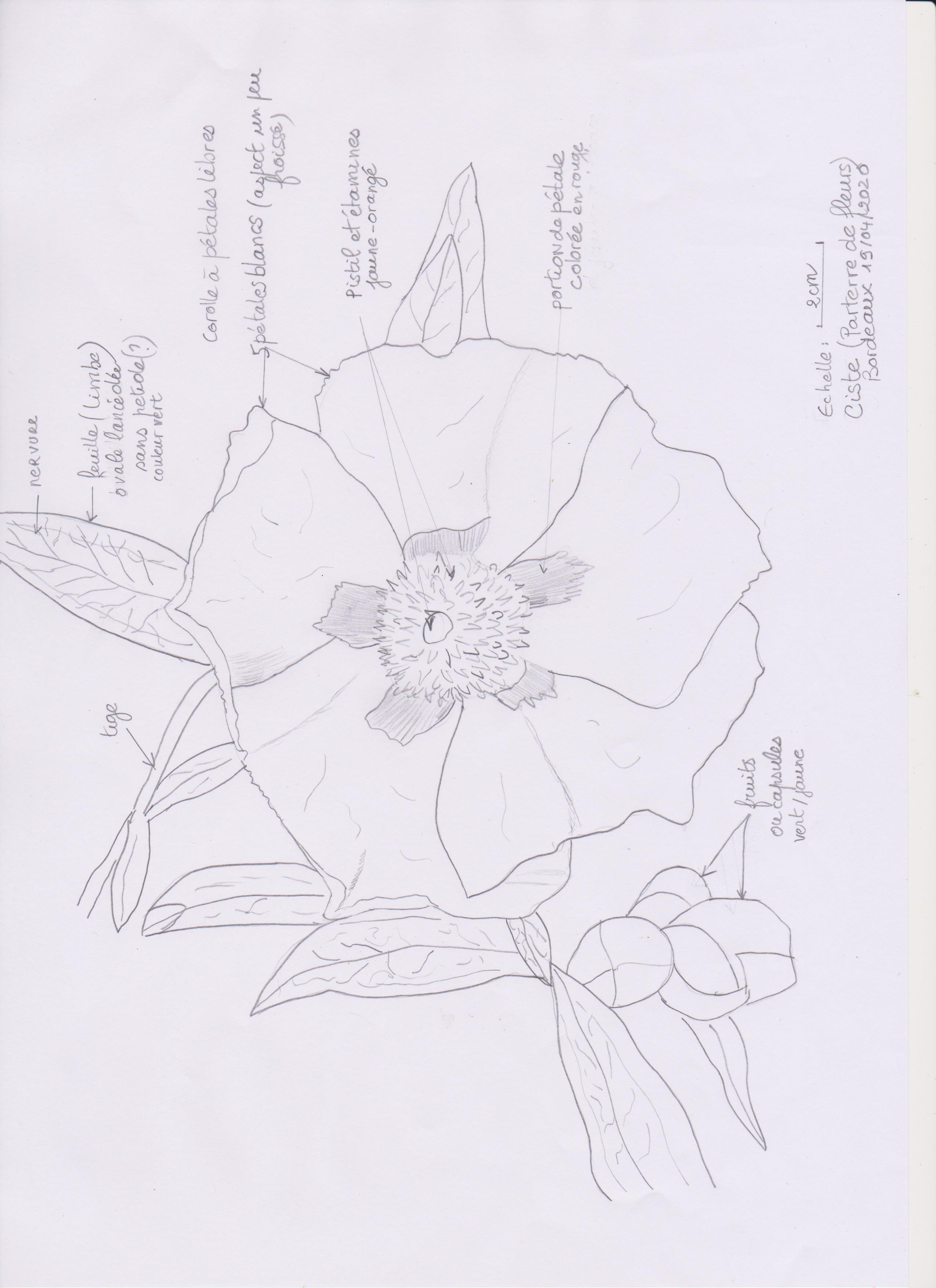 Annexe scan fleur de ciste 001.jpg