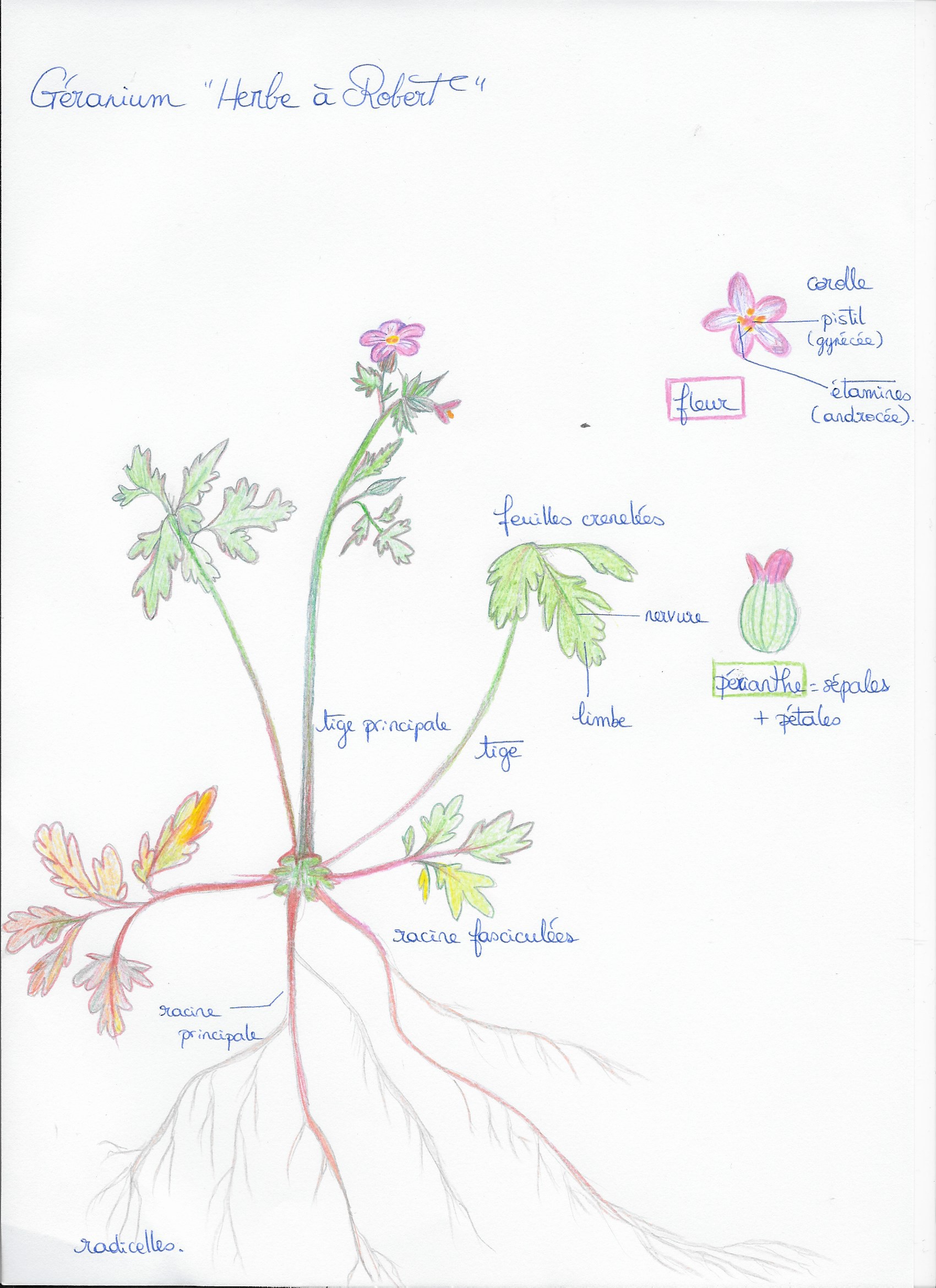 Annexe Schéma Géranium Herbe à Robert.jpg
