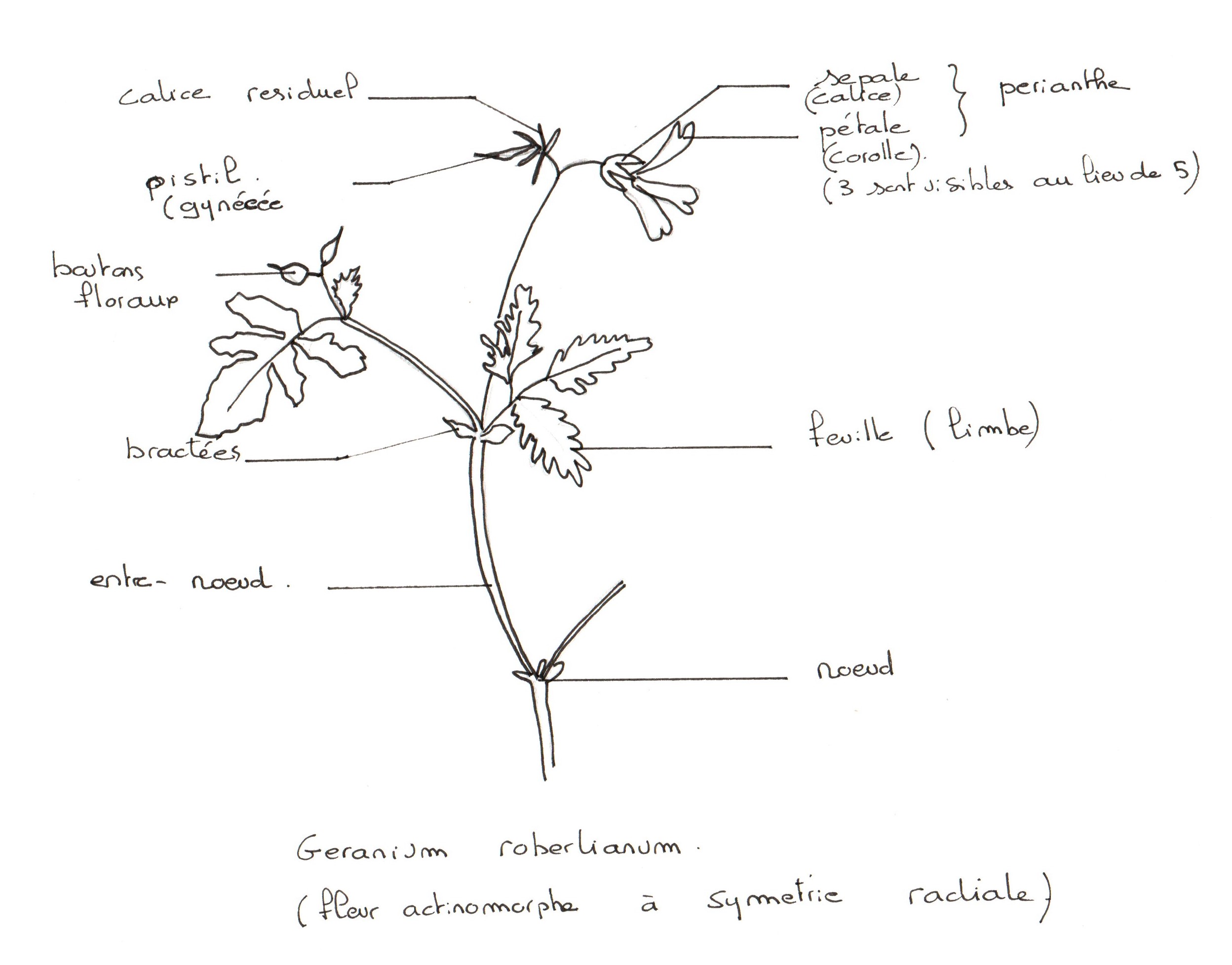 Annexe dessin géranium.jpg