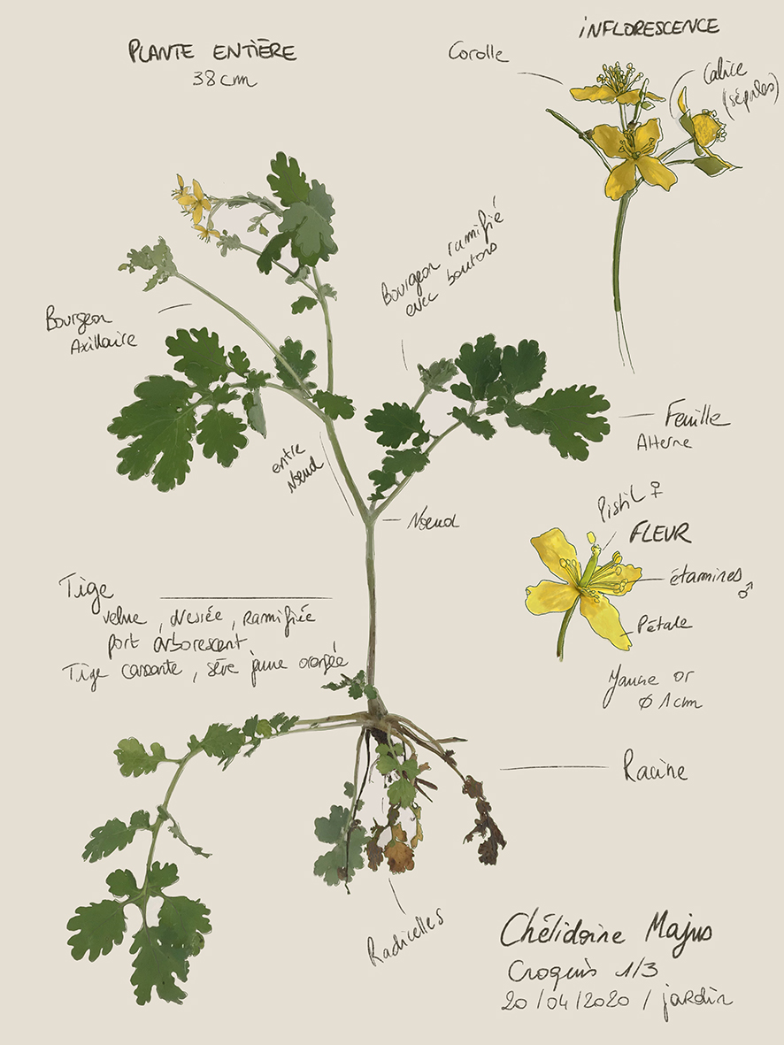 Annexe 1-AUBERT_Andrea_grande_chelidoine_plante_entiere_avec_fleurs.jpg