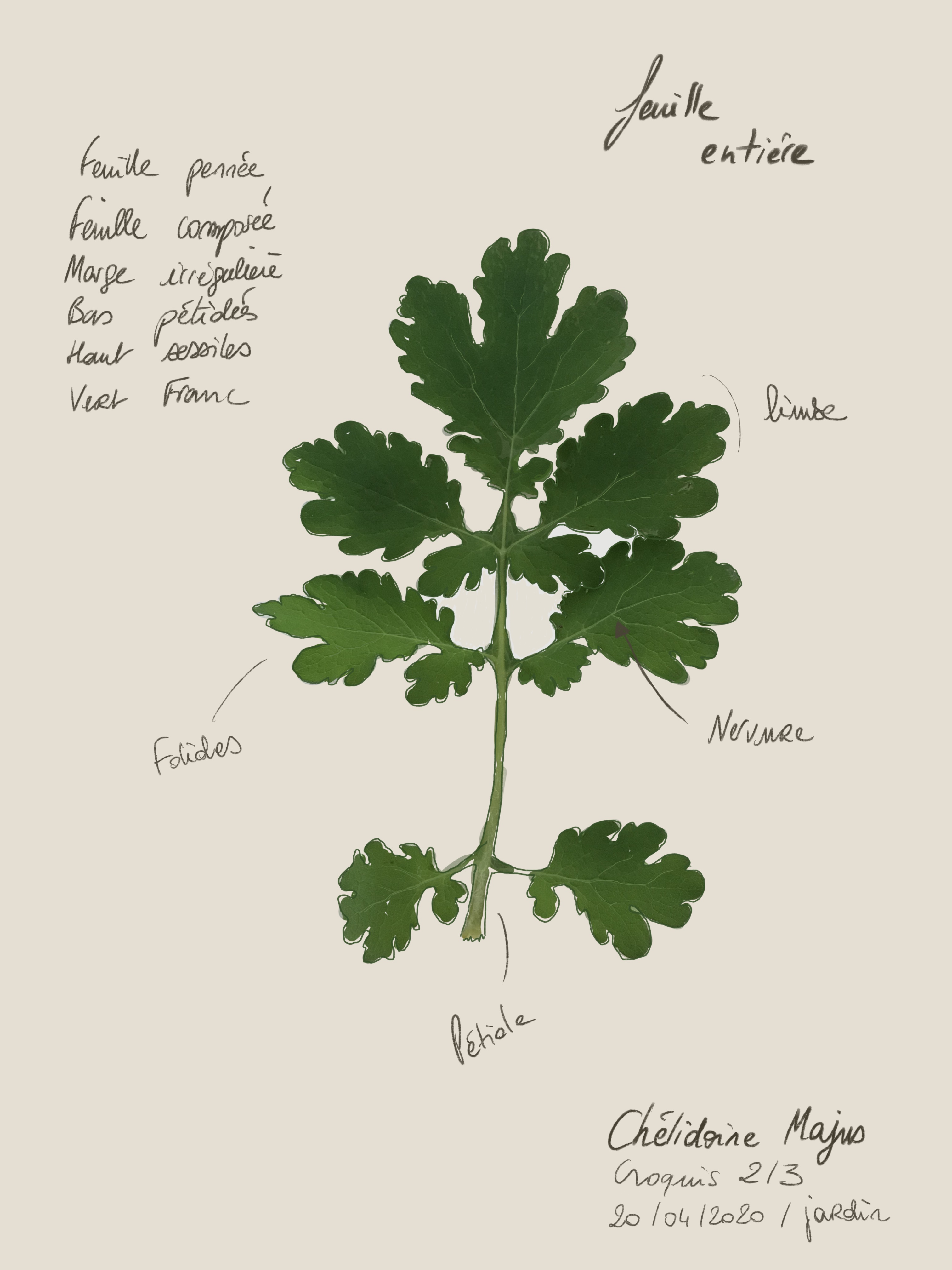 Annexe 2-AUBERT_Andrea_grande_chelidoine_feuille.jpg