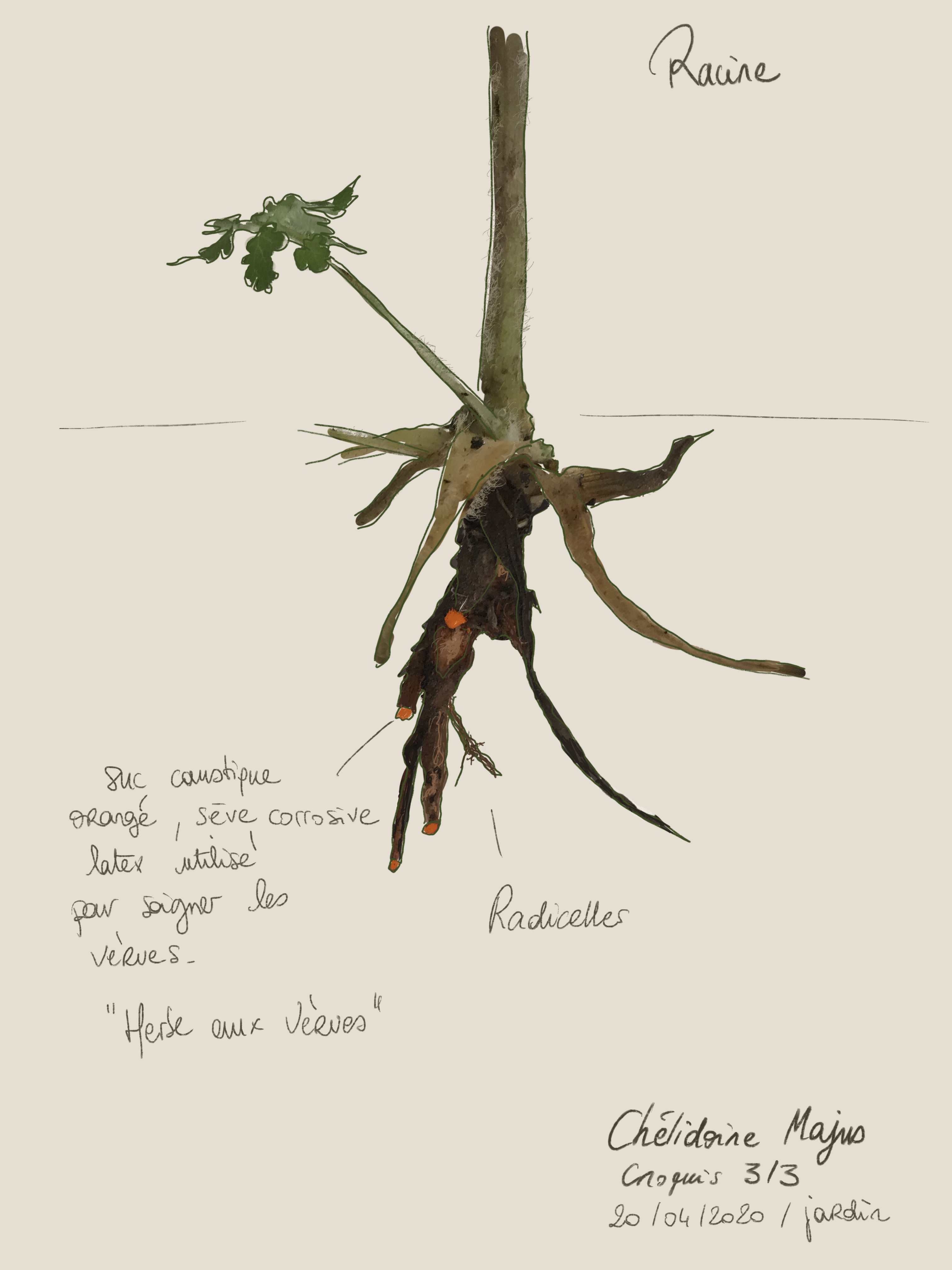 Annexe 3-AUBERT_Andrea_grande_chelidoine_racines.jpg