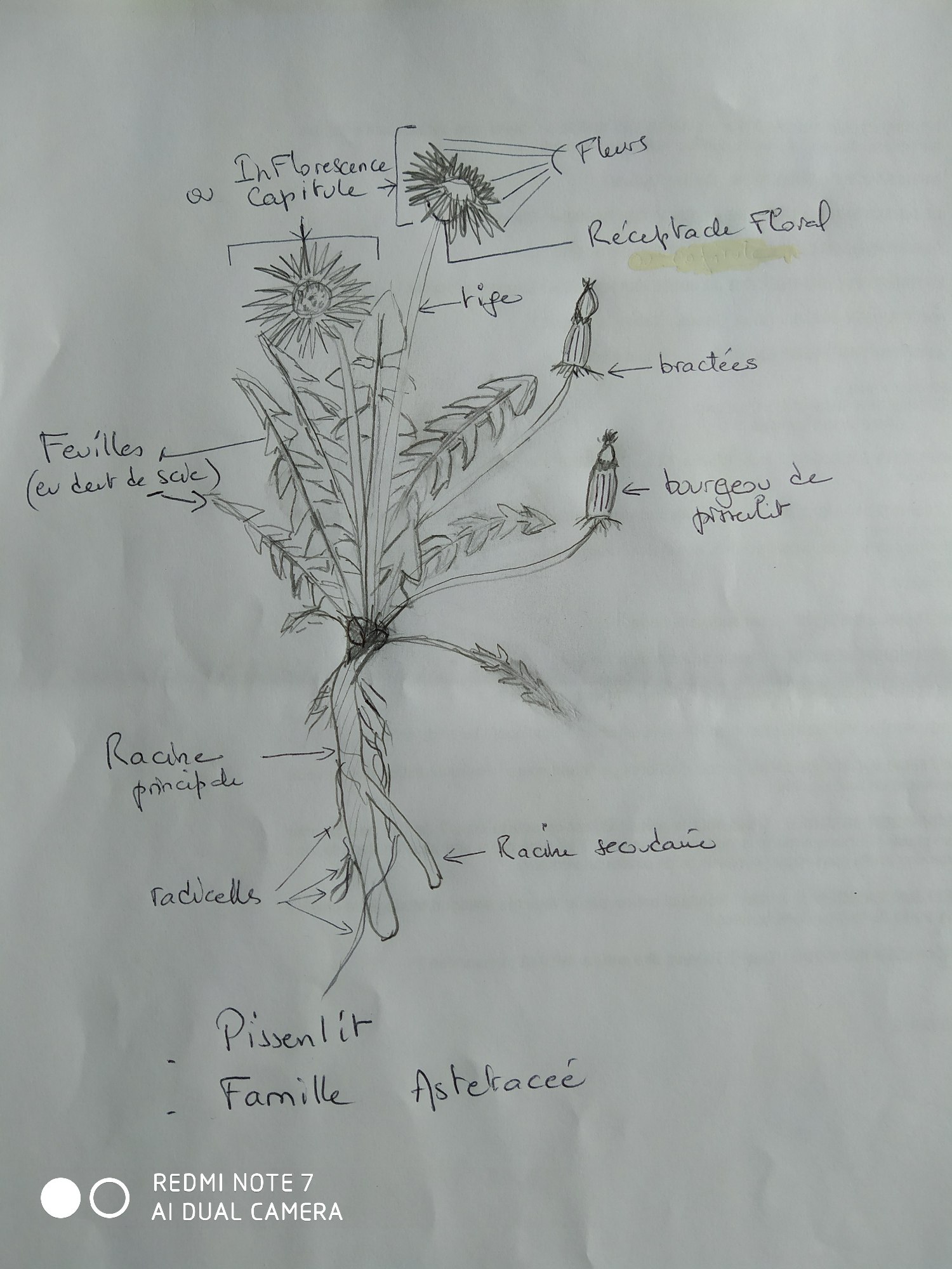 Annexe PISSENLIT DESSIN.jpg