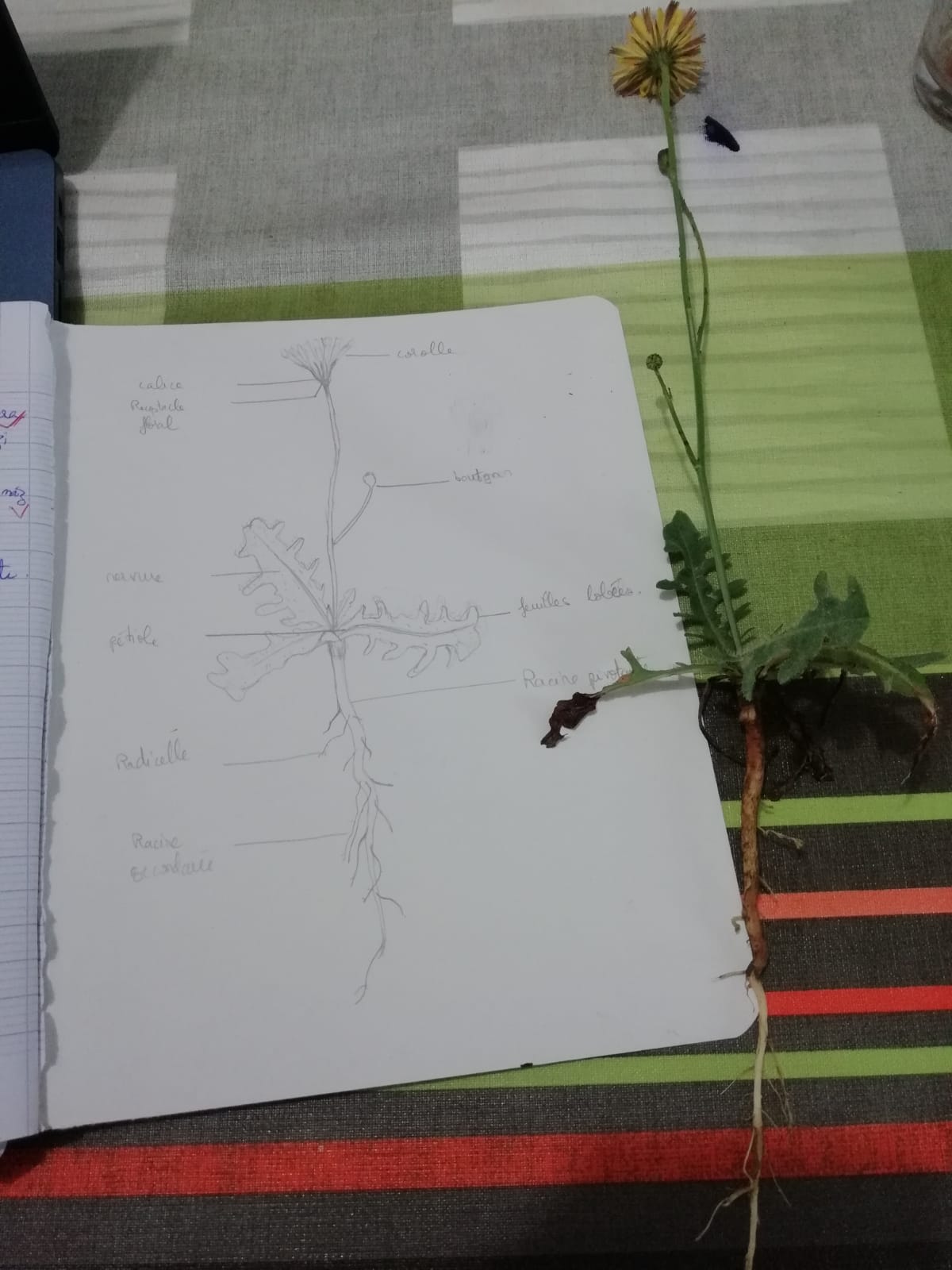 Annexe dessin_pissenlit.jpeg