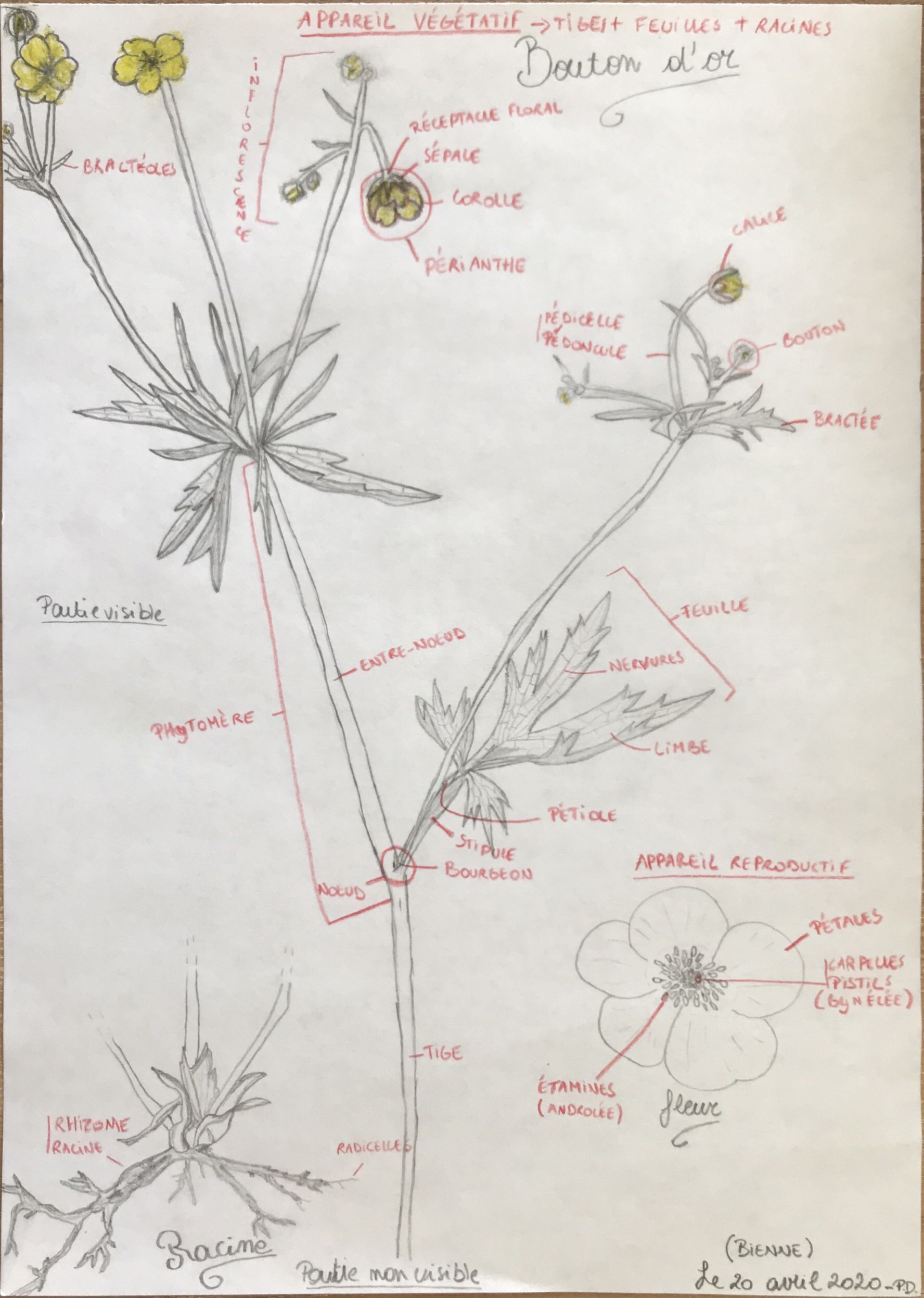 Annexe Bouton dor - Schéma descriptif.JPG