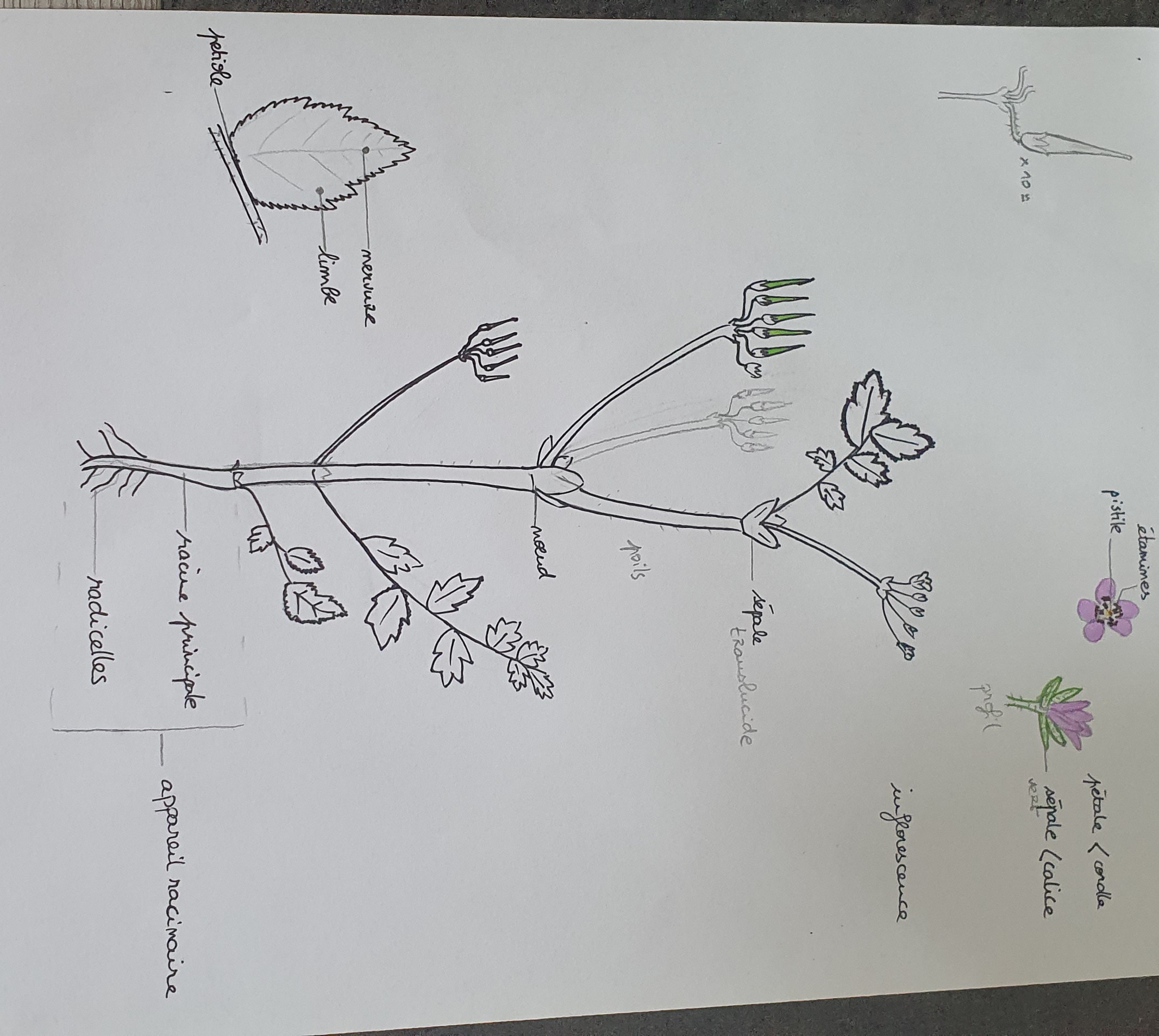 Annexe 20200420_175715.jpg