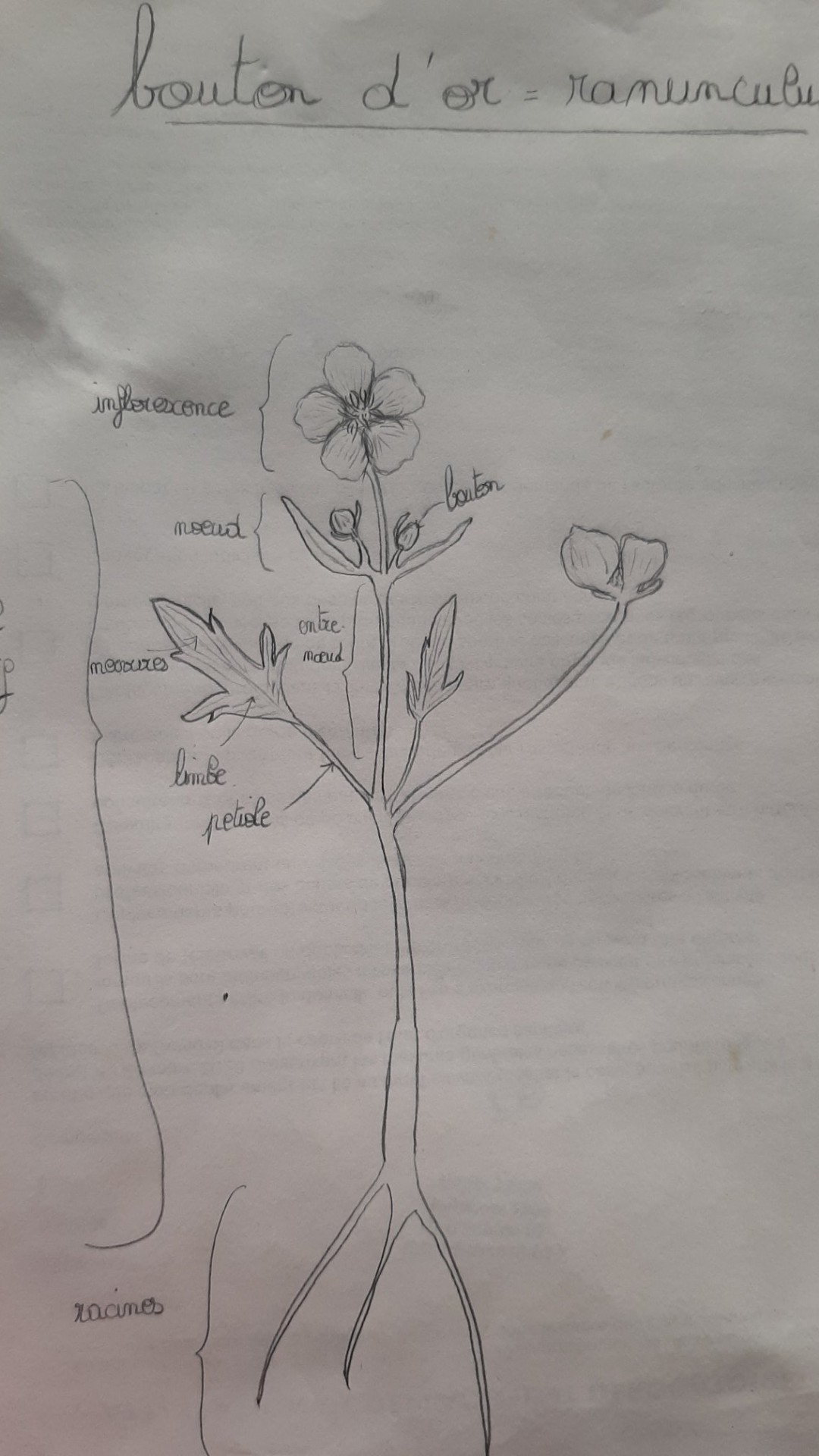 Annexe IMG_1587400832087.jpg