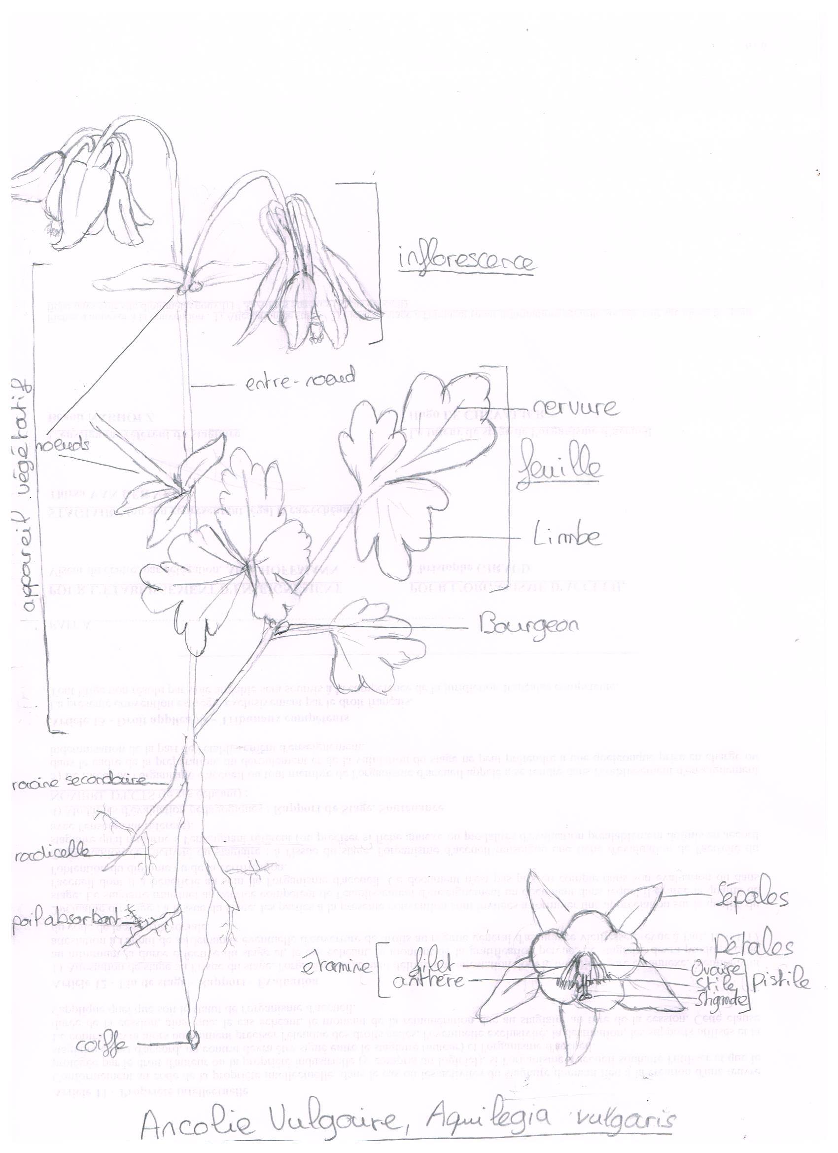 Annexe 93771842_679772726114271_7431095326833901568_n.jpg