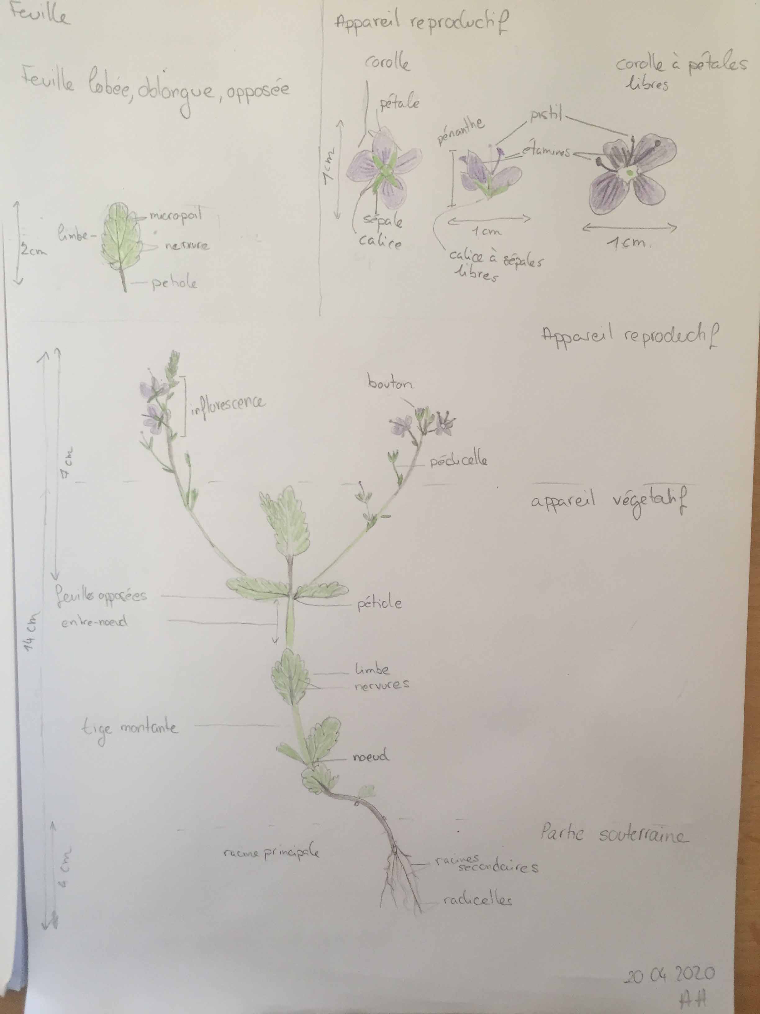 Annexe Dessin Véronique_b.jpg