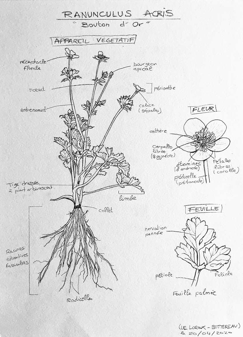 Annexe Ranunculus acris ou bouton dor.jpg