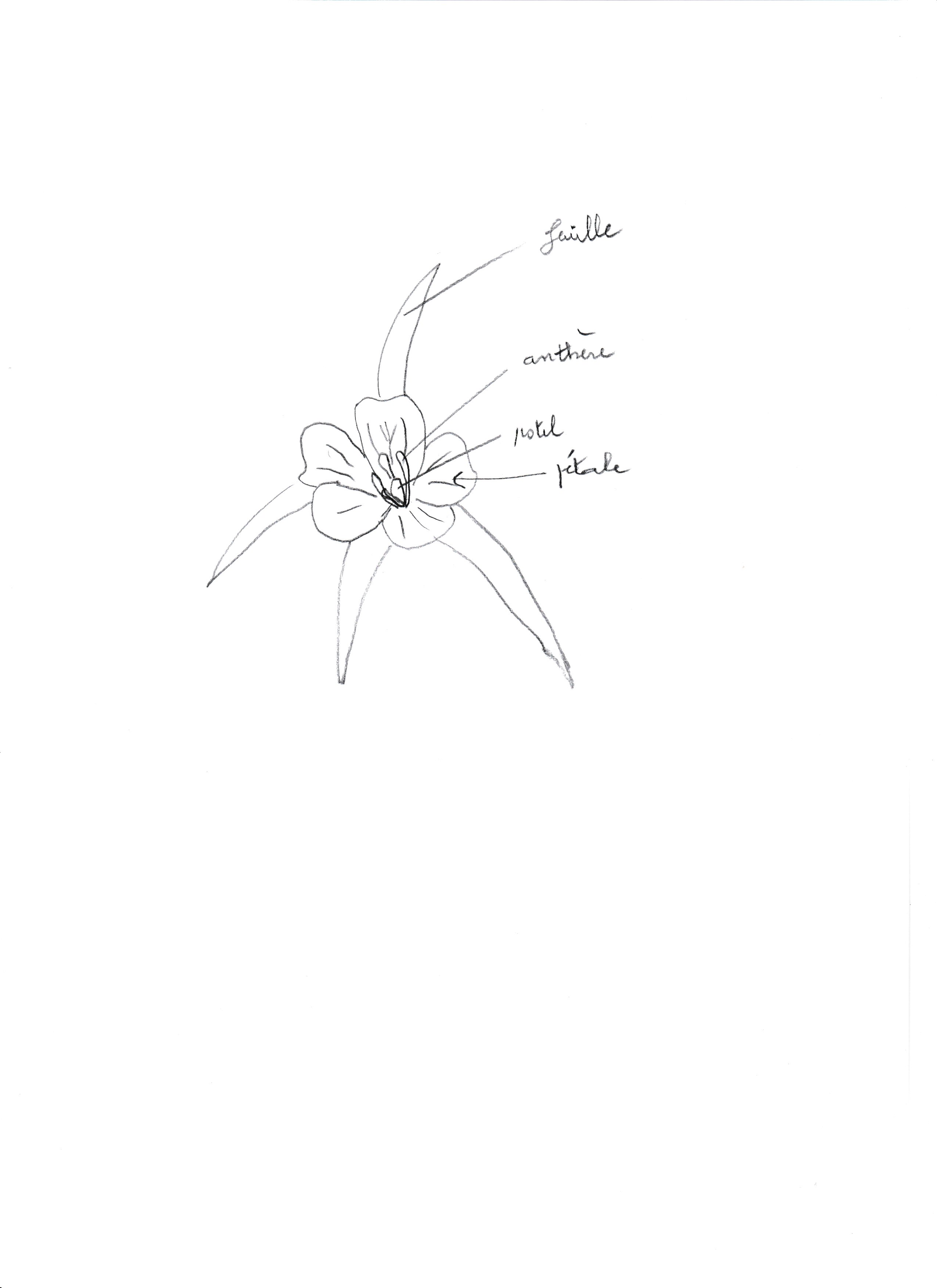 Annexe Agrostemma Githago L; dessin 001.jpg