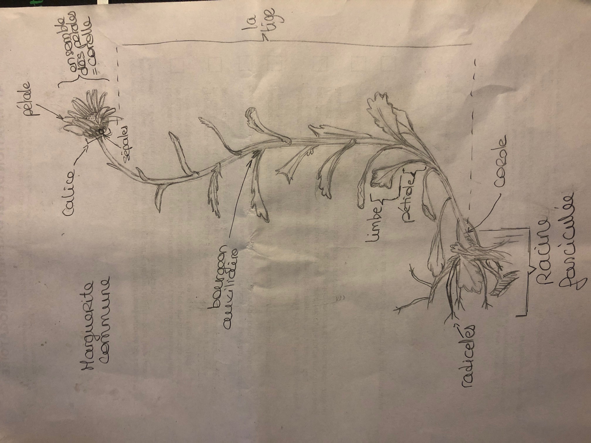 Annexe dessin-marguerite-commune.jpg