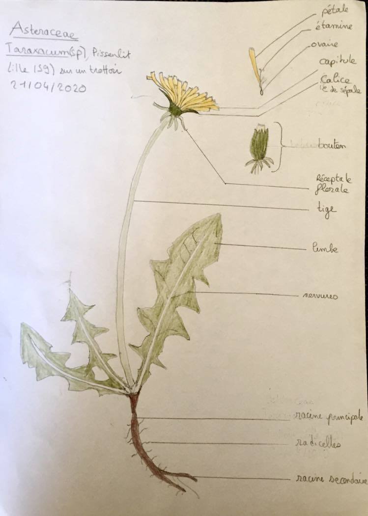 Annexe dessin dun pissenlit.jpg