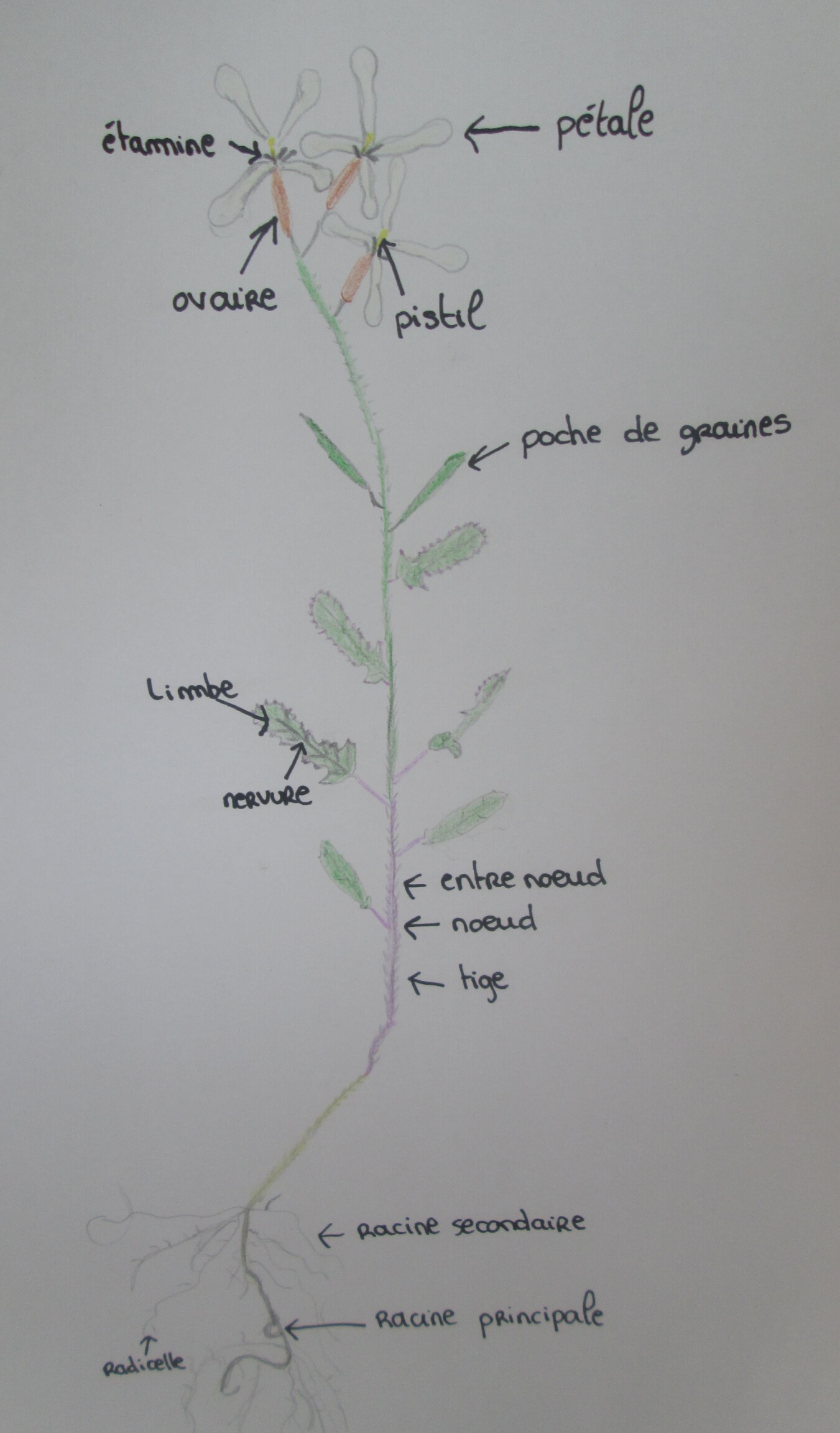 Annexe IMG_20200421_150337.jpg