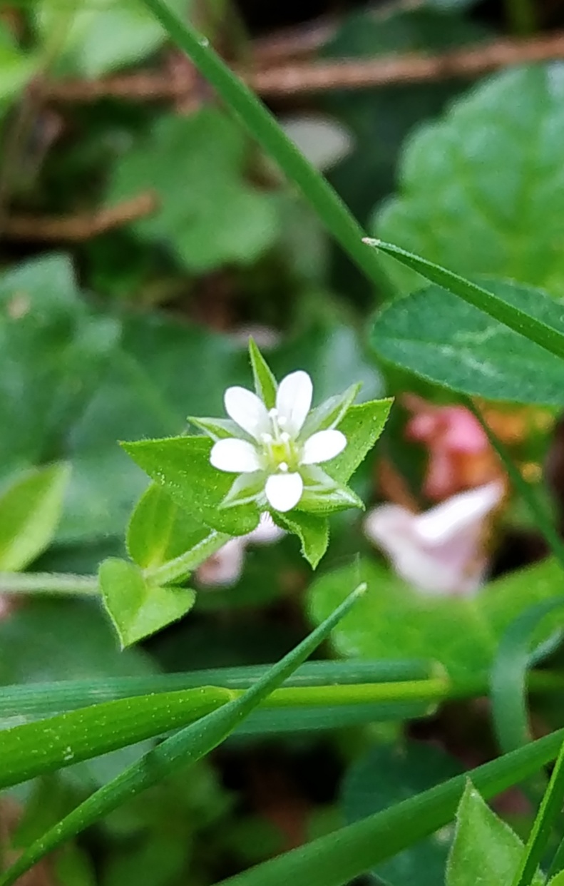 Annexe photo pour dessin fleur.jpg