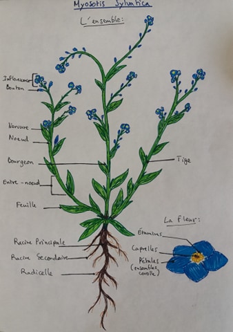 Annexe Schéma myosotis.jpg