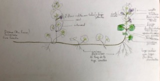 Annexe lierre terrestre - dessin annoté.jpeg