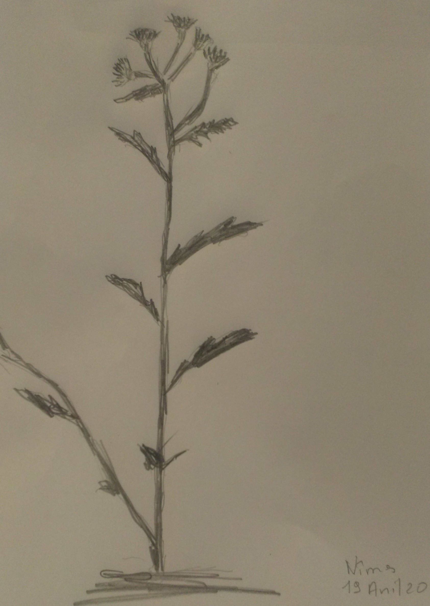 Annexe plante dessinnee.jpg