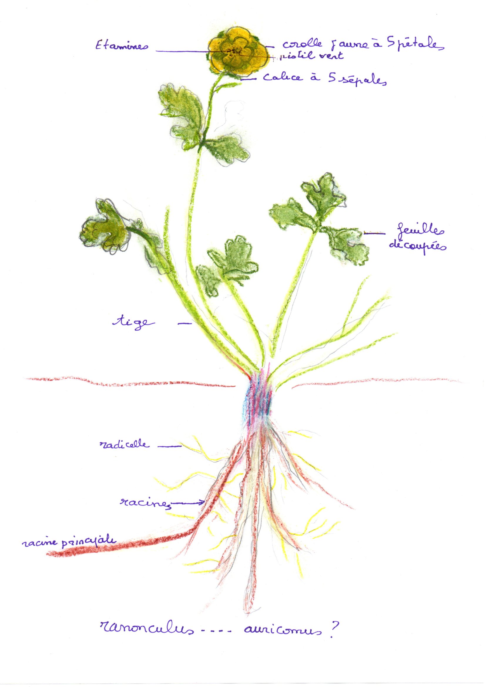 Annexe img20200421_17551900.jpg