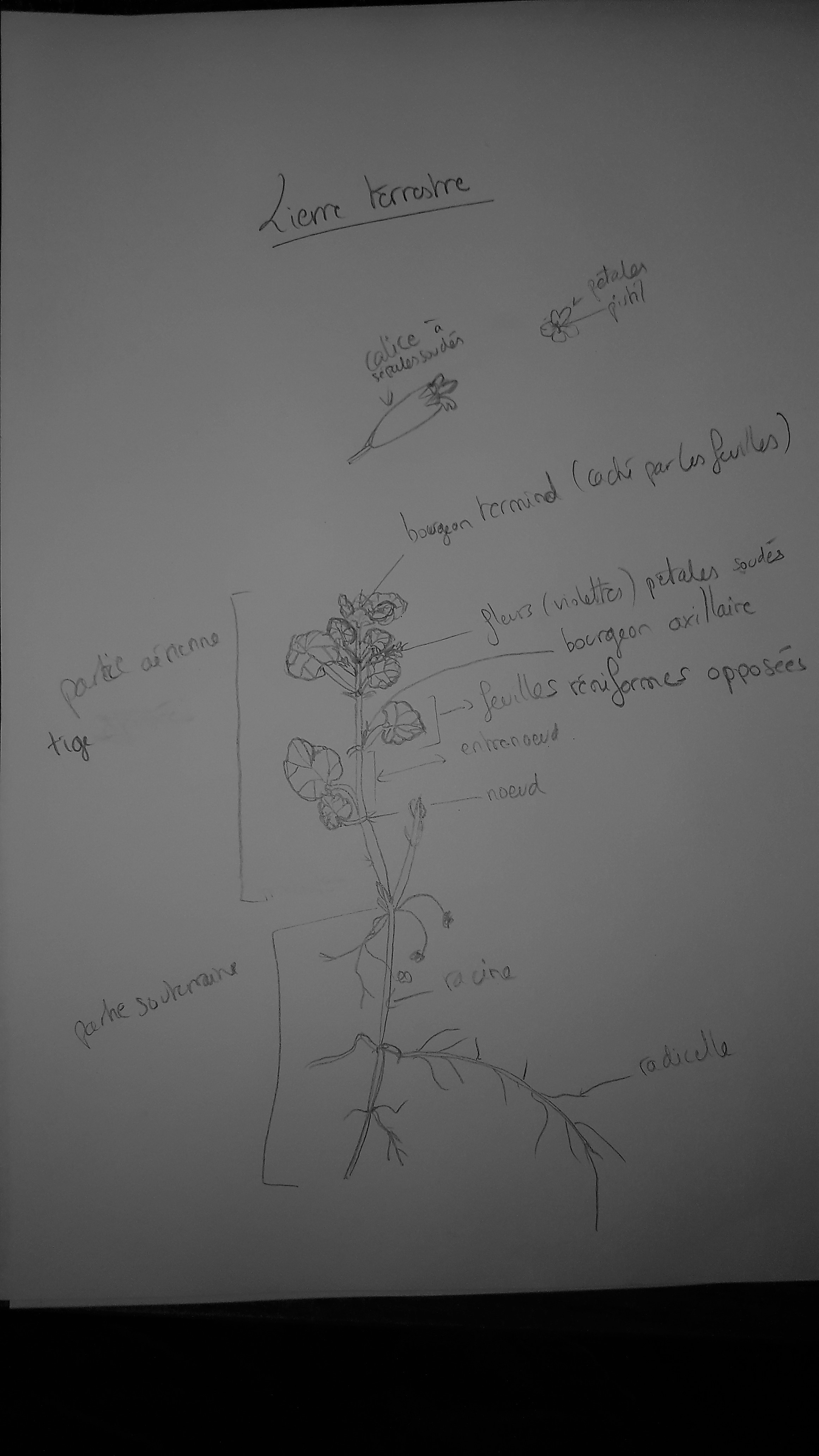 Annexe lierre_terrestre.jpg