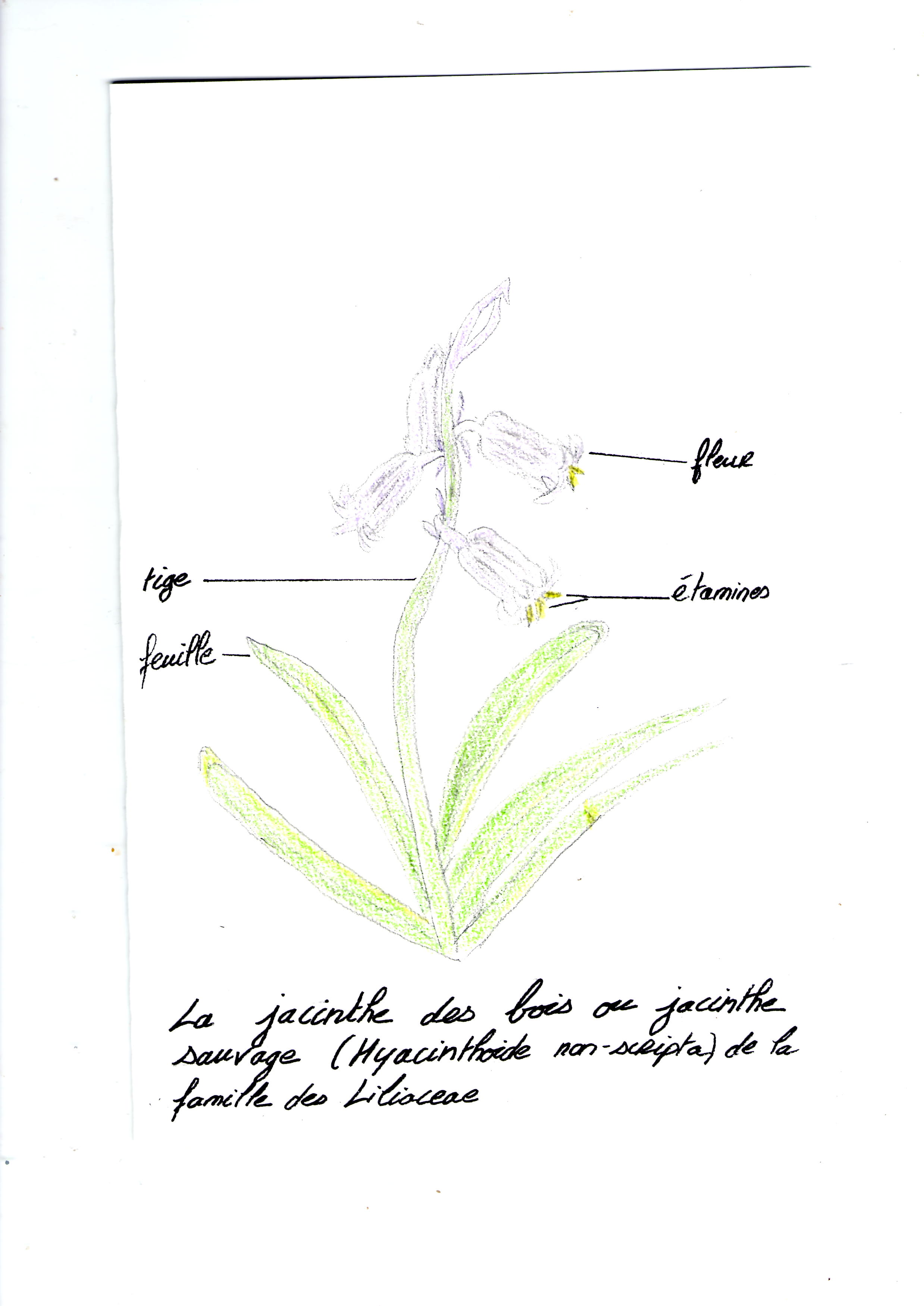 Annexe dessin jacinthe des bois.jpg