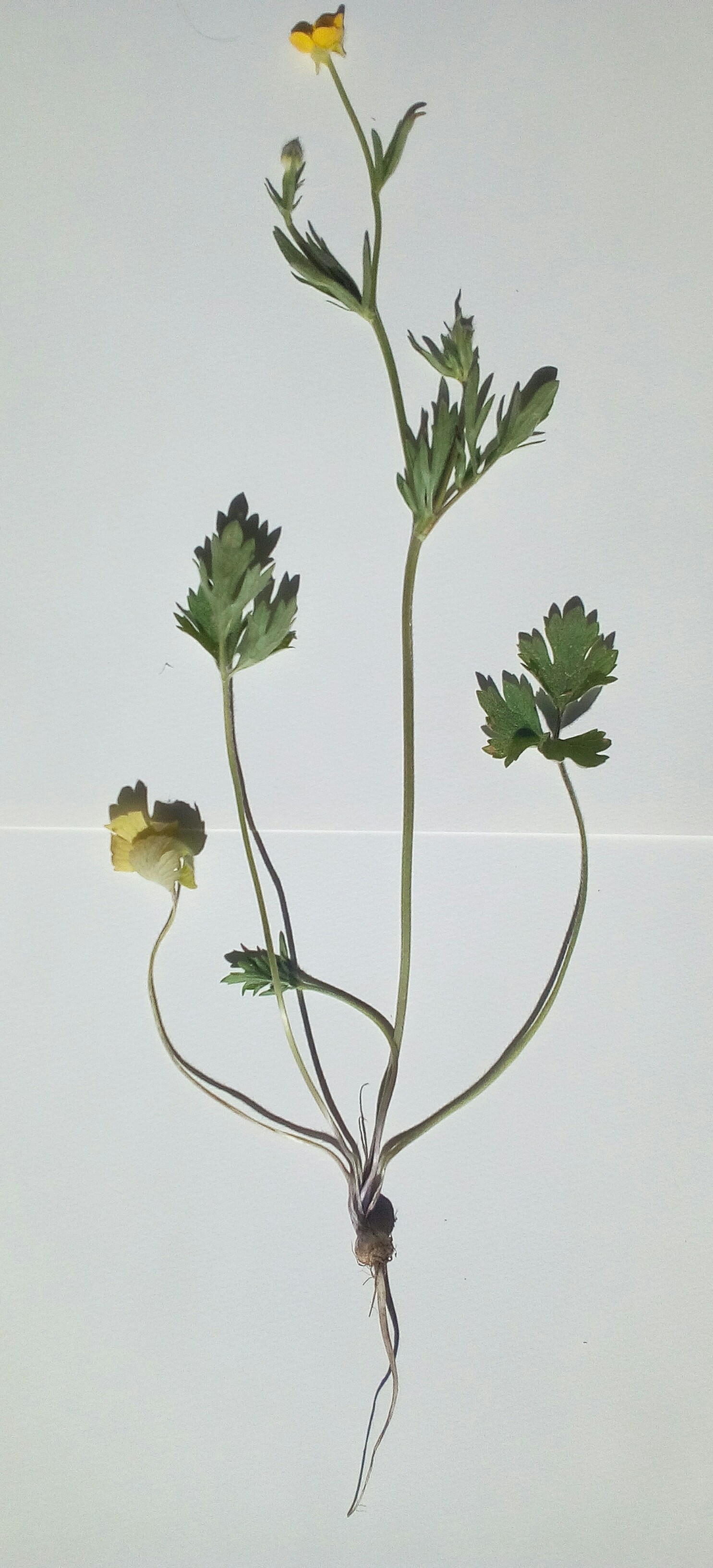 Annexe IMG_20200422_114814.jpg