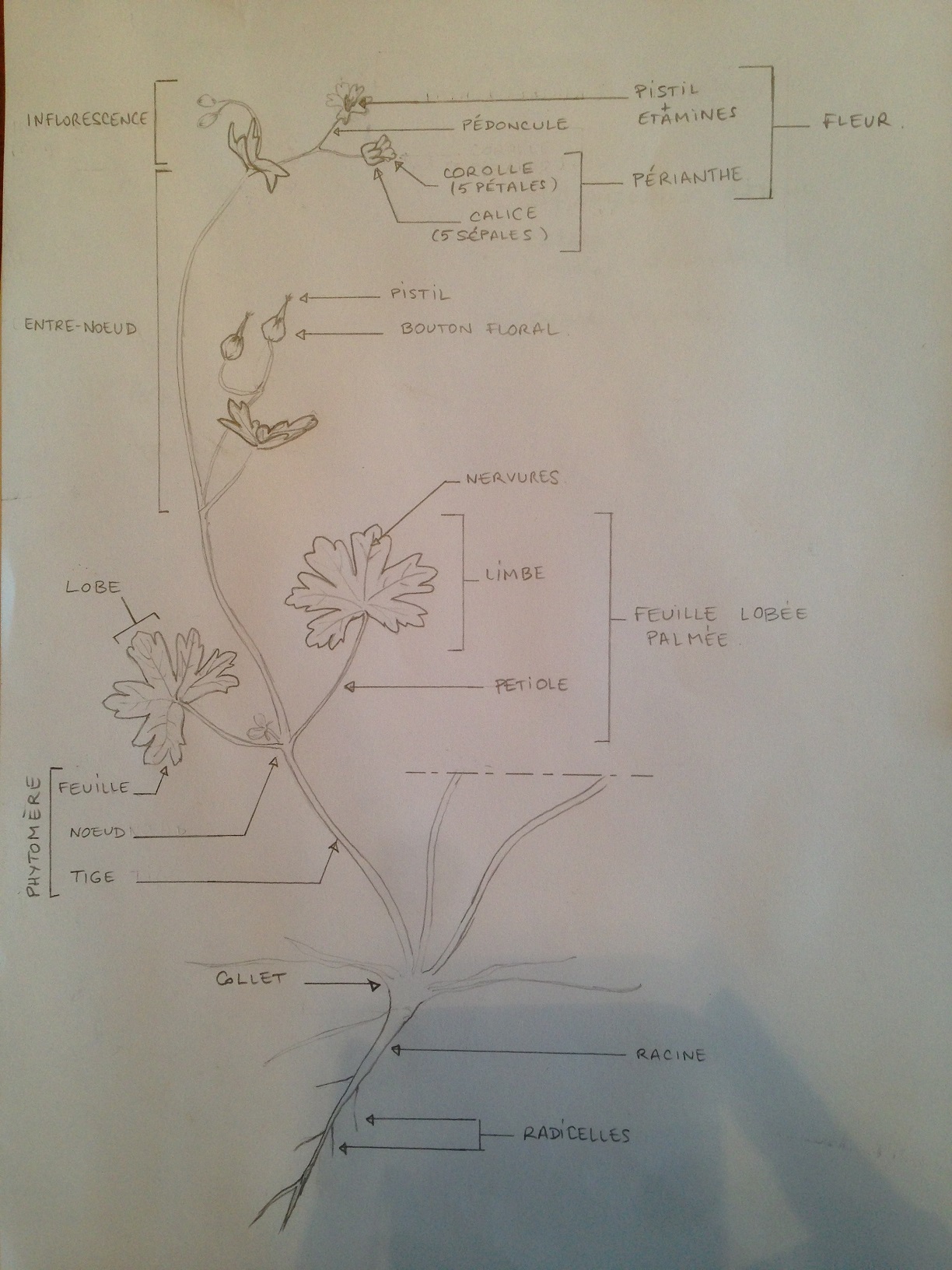 Annexe 93579508_542339256475980_3801563390065770496_n.jpg