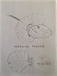 Annexe Fleur dessigne.jpg