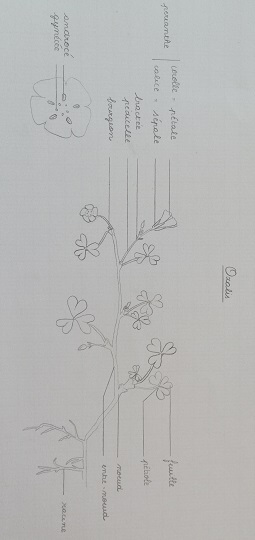 Annexe oxalis_reduit.jpg