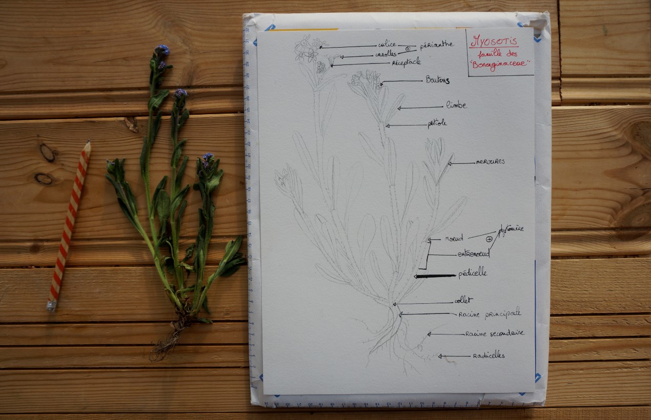 Annexe myosotis.jpg