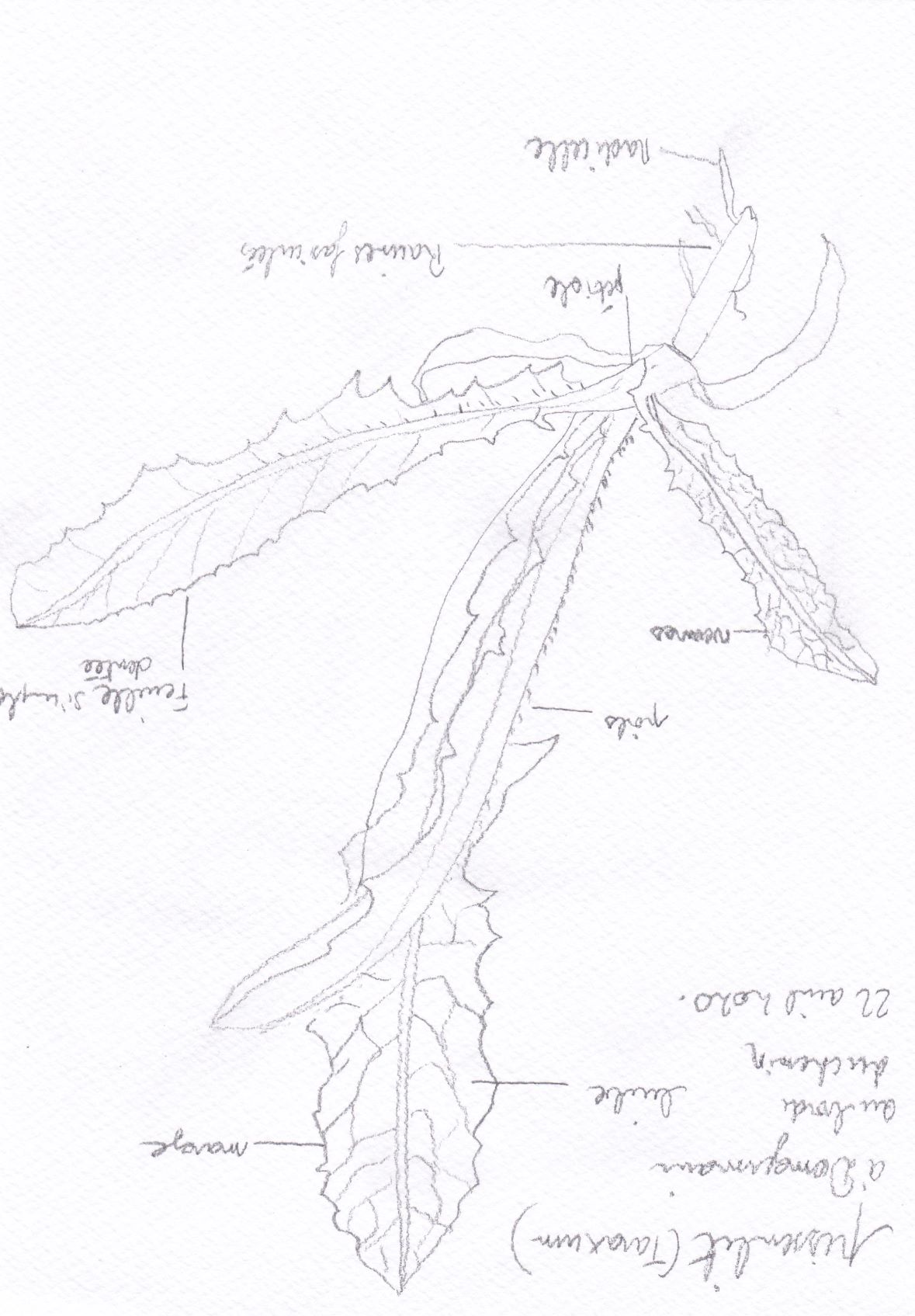 Annexe pissenlit.jpg