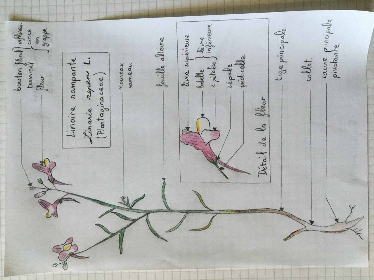 Annexe C998FEA2-E412-4B74-BDE8-DB3EEA4D4AEC.jpeg