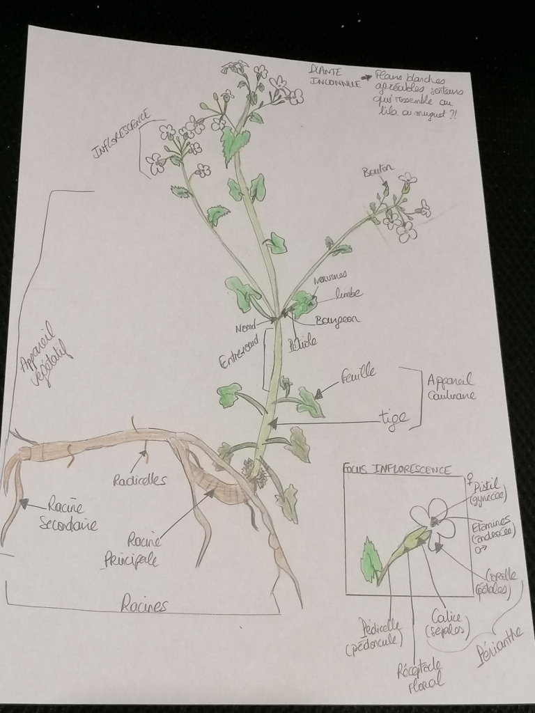 Annexe IMG_20200422_230839.jpg