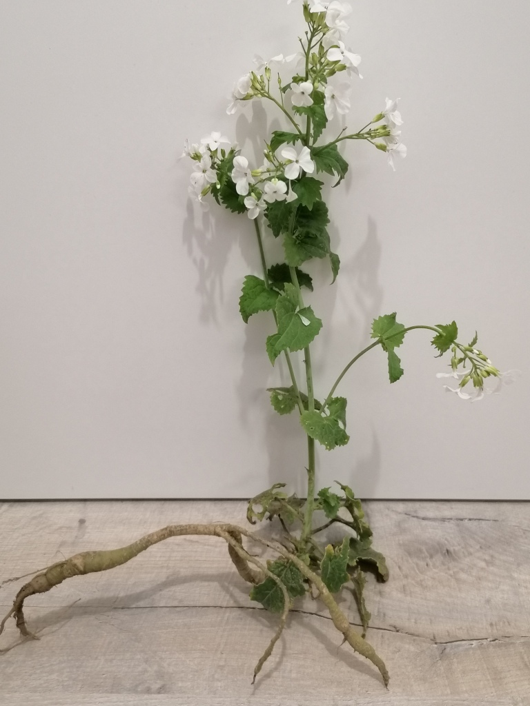 Annexe IMG_20200422_231126.jpg