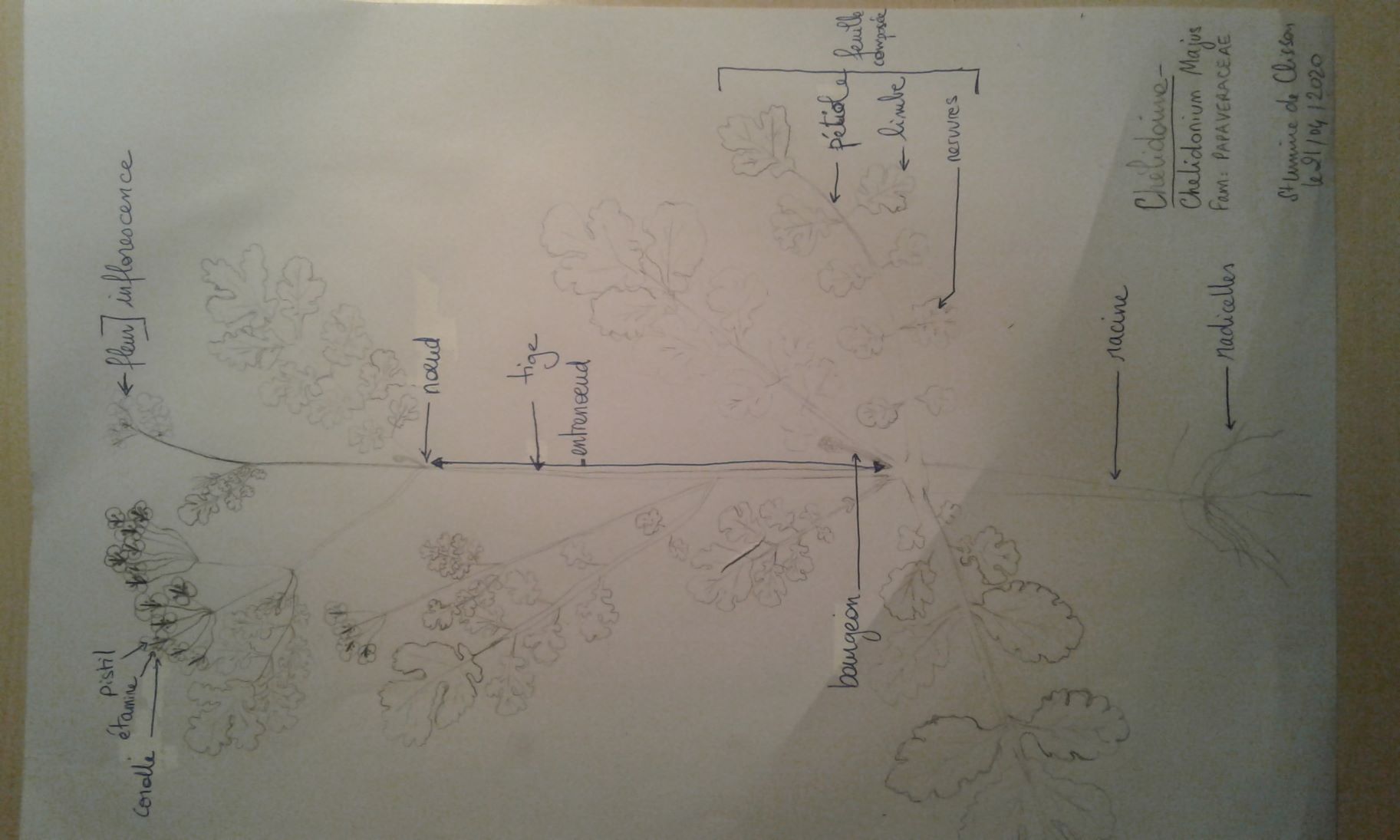 Annexe chélidoine schéma.jpg