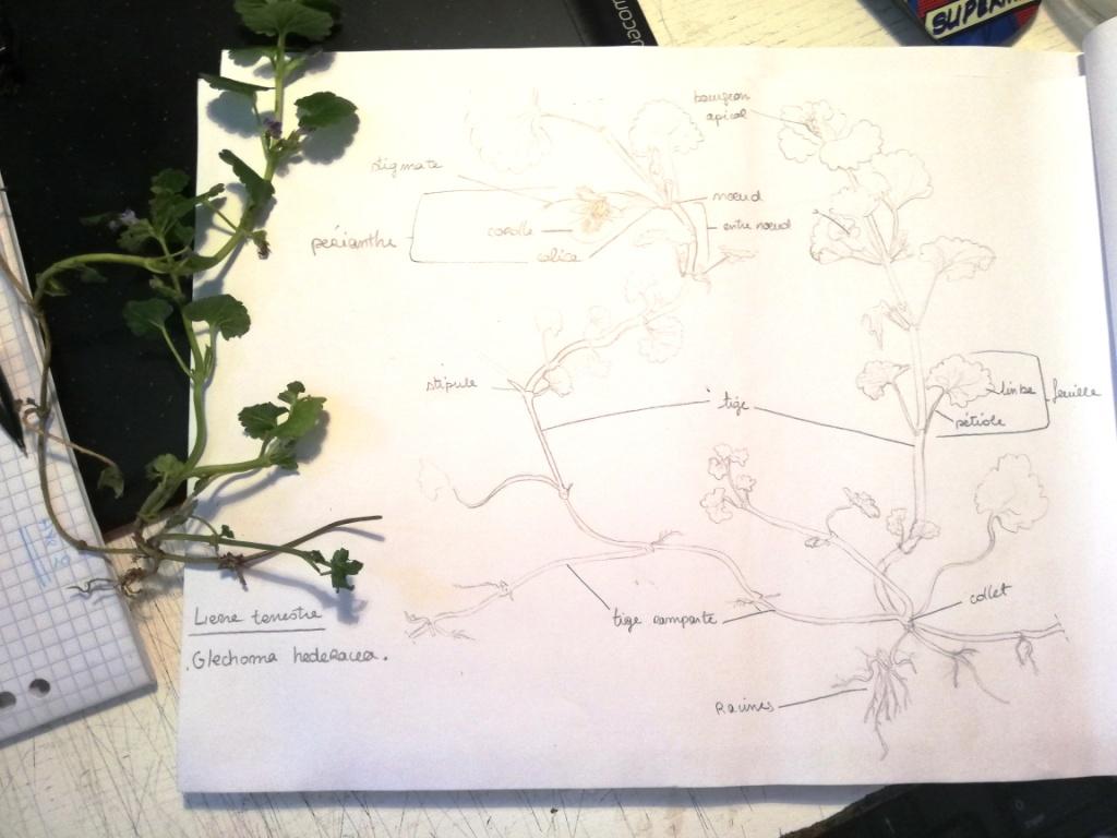 Annexe IMG_20200423_093117.jpg