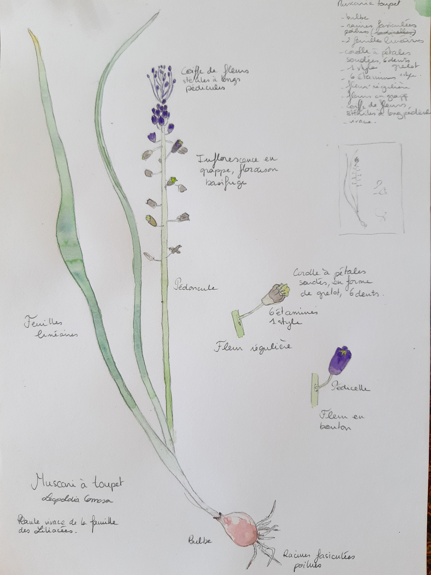 Annexe Muscari_a_toupet.jpg