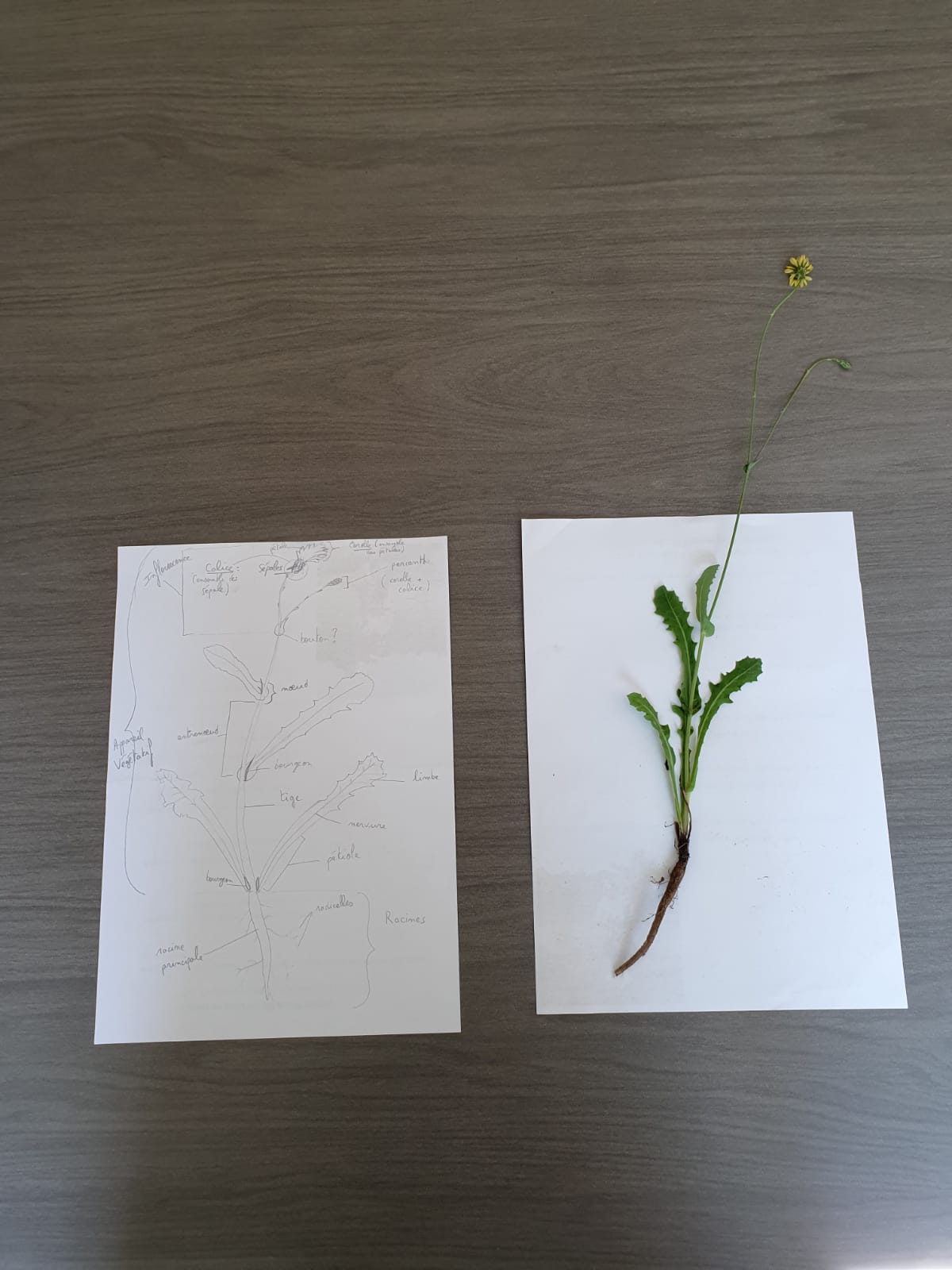 Annexe IMG-20200423-WA0004.jpg