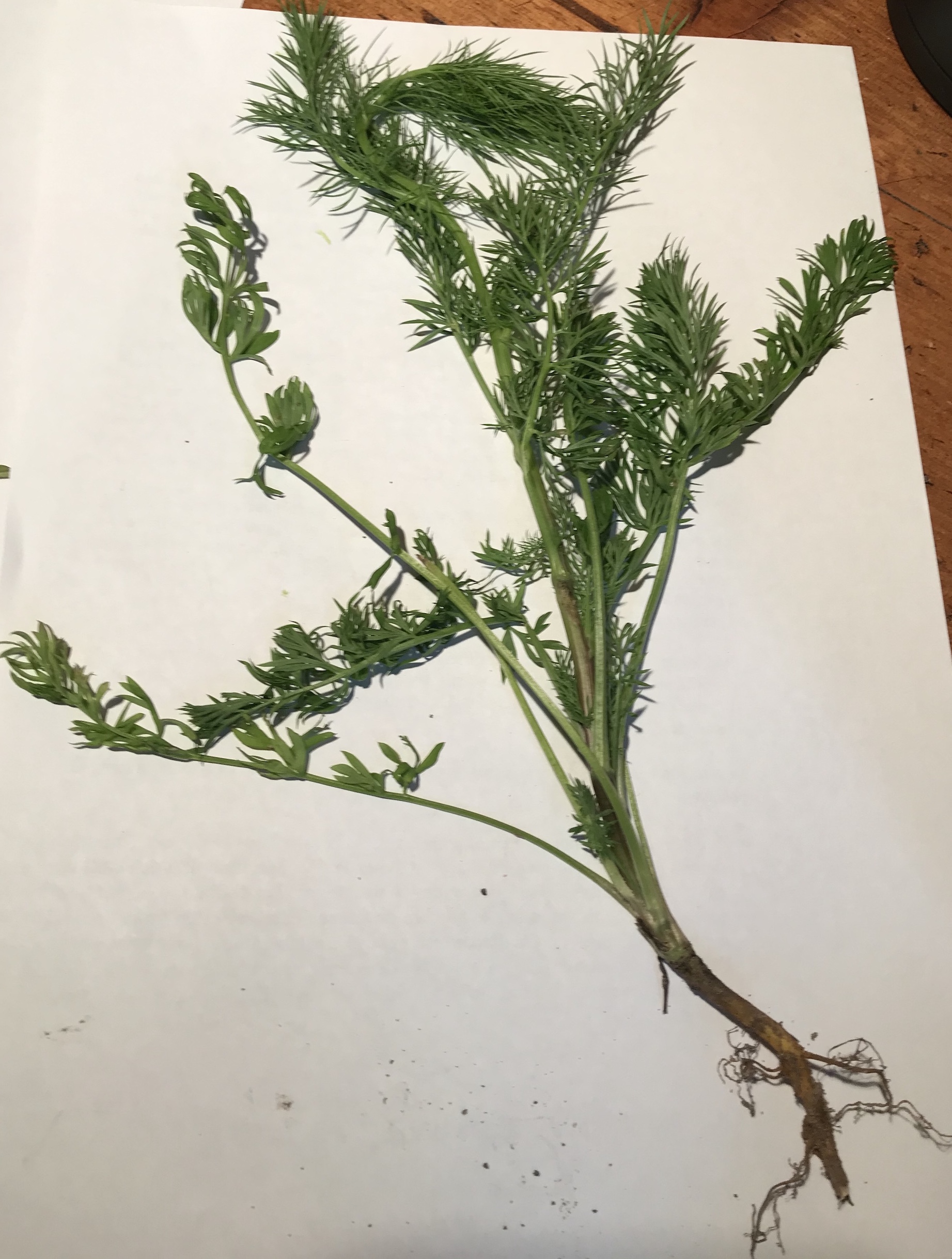 Annexe Camomille ?.jpeg