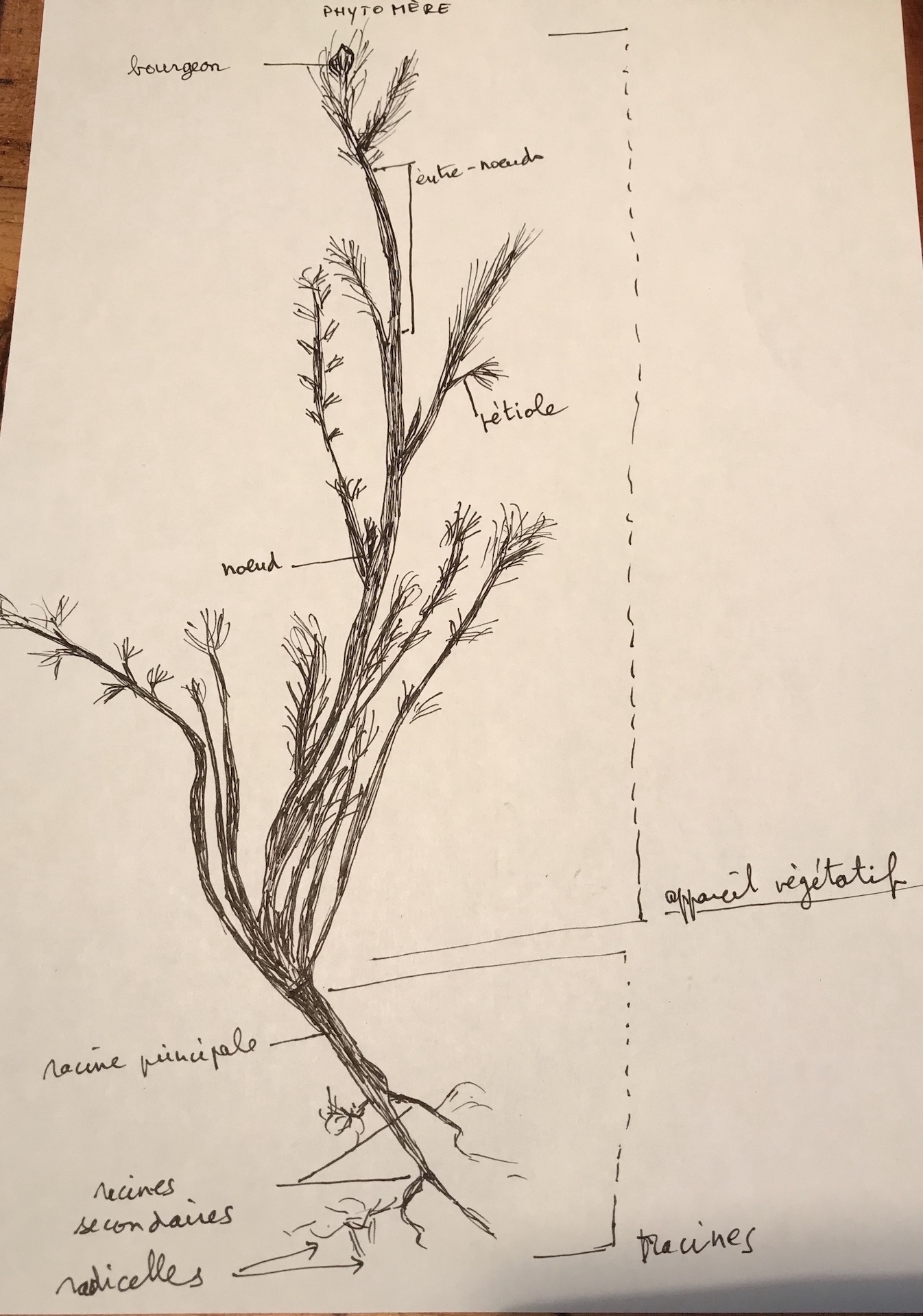 Annexe dessin ?camomille.jpeg