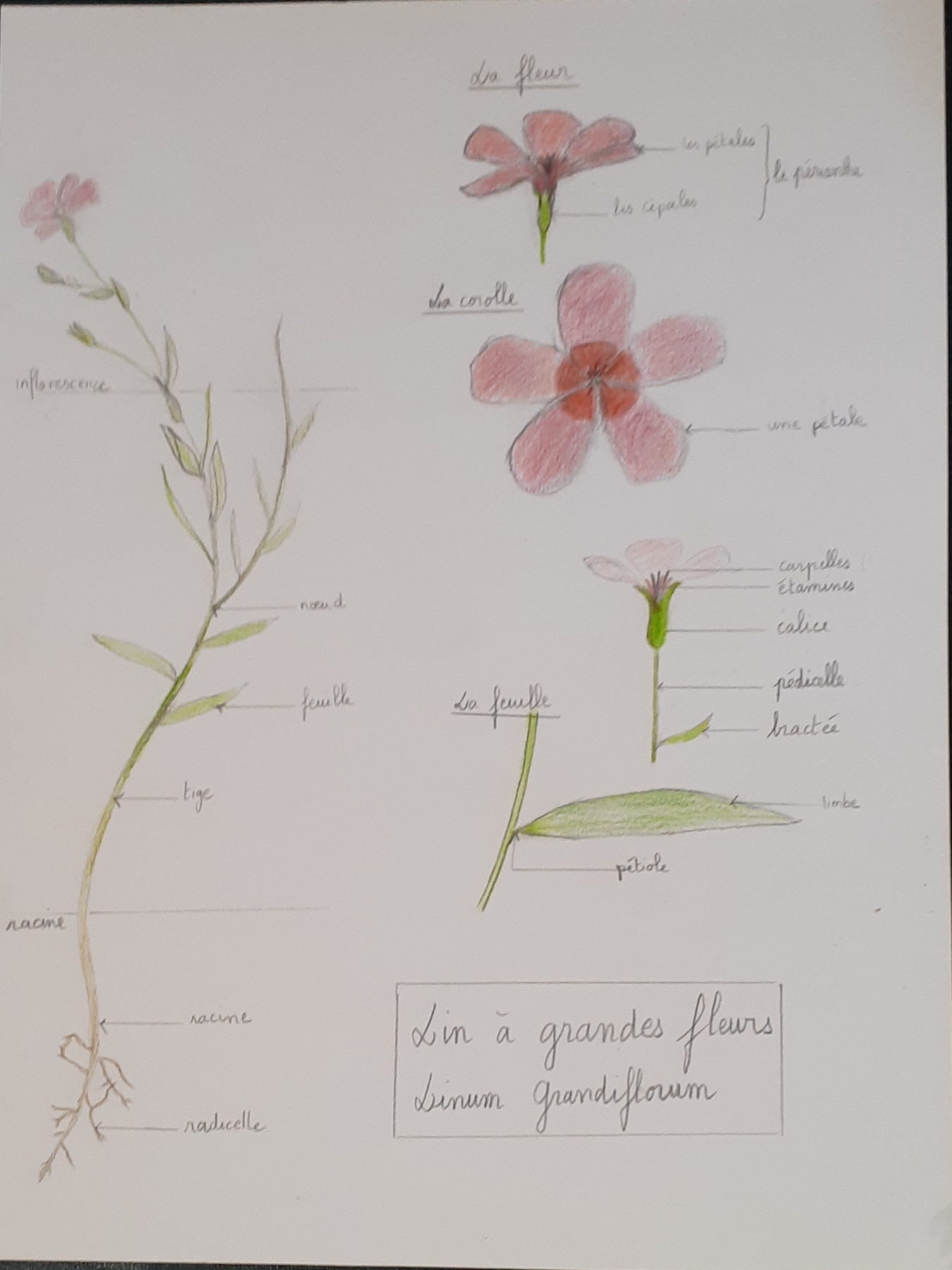 Annexe Linum grandiflorum.jpg