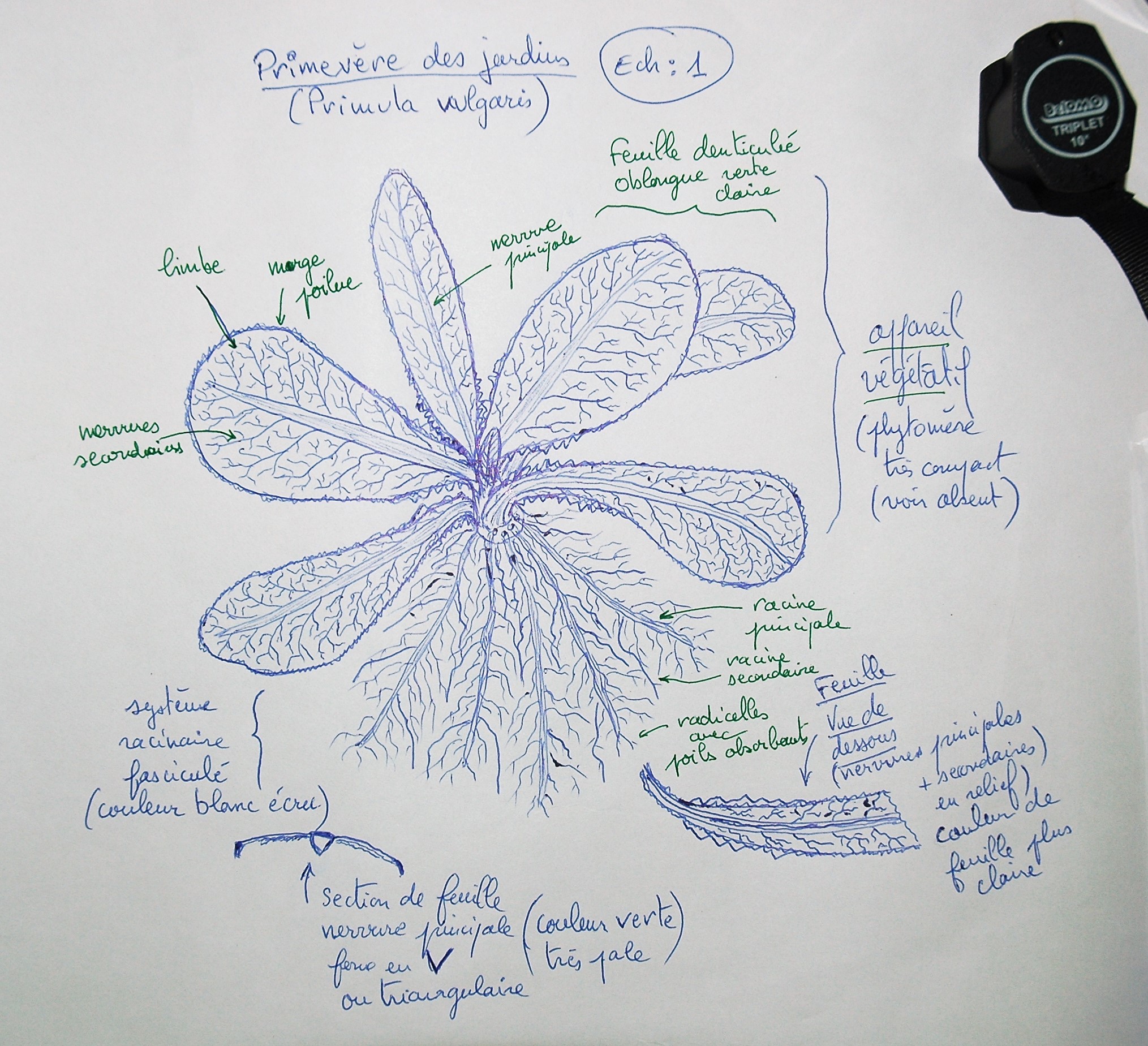 Annexe Primevère commune (Primula vulgaris).JPG