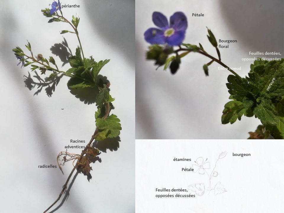 Annexe fleurs dessin.png